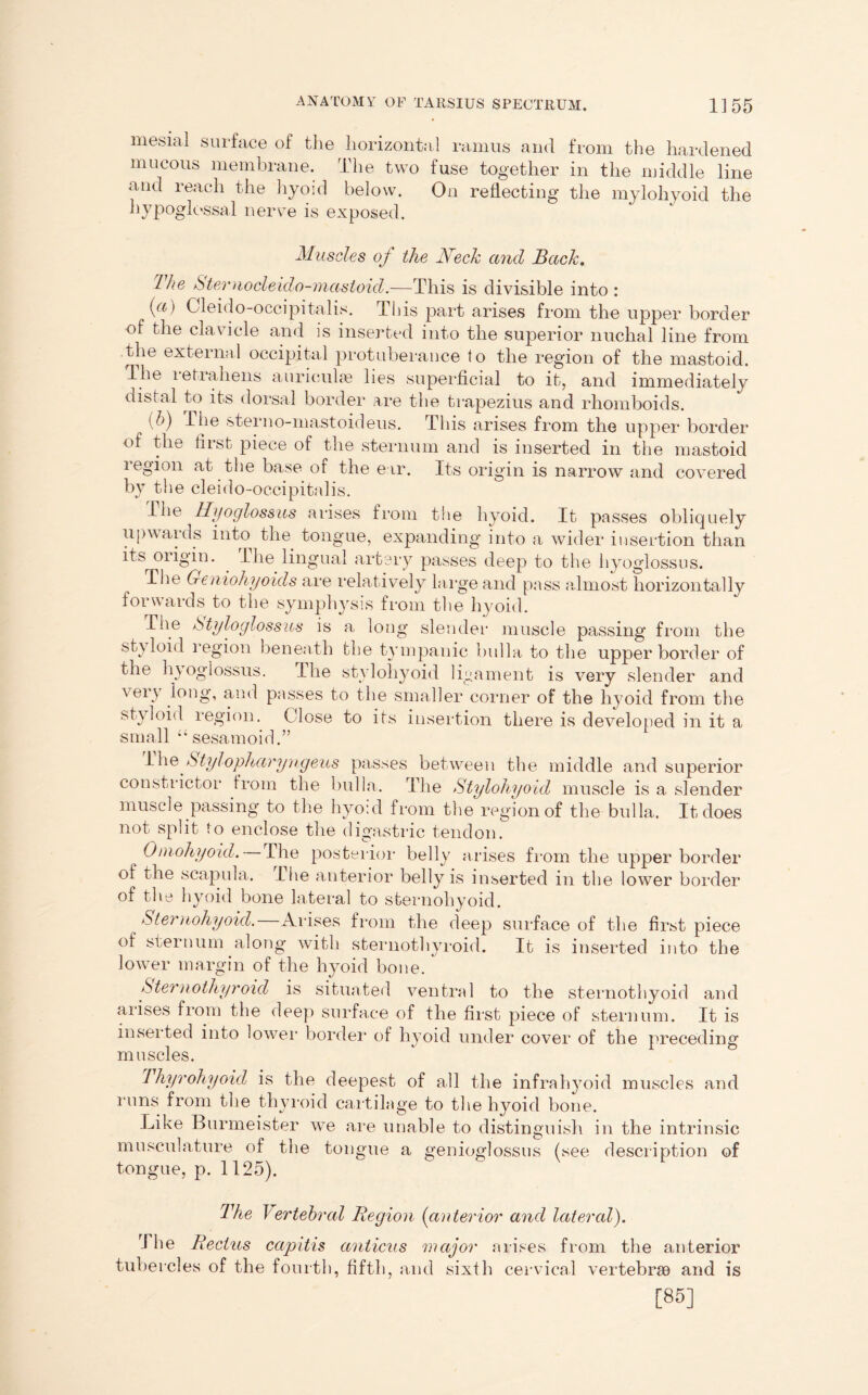 mesial surface of the horizontal ramus and from the hardened mucous membrane. The two fuse together in the middle line and reach the hyoid below. On reflecting the mylohyoid the hypoglossal nerve is exposed. Muscles of the Neck and Back, The Sternocleido-mastoid.—This is divisible into : ((C) Gleido-occipitalis. This part arises from the upper border of the clavicle and is inserted into the superior nuchal line from the external occipital protuberance to the region of the mastoid. The 1 etrahens auriculae lies superficial to it, and immediately disial to its dorsal border are the trapezius and rhomboids. [h) the sterno-mastoideus. This arises from the upper border of the first piece of the sternum and is inserted in the mastoid legion at the base of the ear. Its origin is narrow and covered by the cleido-occipitalis. The Hyoglossus arises from the hyoid. It passes obliquely upwards into the tongue, expanding into a wider insertion than its origin. The lingual artery passes deep to the hyoglossus. The Geniohyoids are relatively large and pass almost horizontally forwards to the symphysis from the hyoid. Tiie Styloglossus is a long slender muscle passing from the styloid region beneath the tympanic bulla to the upper border of the hyoglossus. The stylohyoid ligament is very slender and vei3 long, and passes to the smaller corner of the hyoid from the styloid region. Close to its insertion there is developed in it a small “ sesamoid.” I he Stylopharyngeus passes between the middle and superior constrictor from the bulla. The Stylohyoid muscle is a slender muscle passing to the hyoid from the region of the bulla. It does not split to enclose the digastric tendon. Omohyoid. The posterior belly arises from the upper border of the scapula. The anterior belly is inserted in the lower border of the hyoid bone lateral to sternohyoid. Sternohyoid.—Arises from the deep surface of the first piece of sternum along with sternothyroid. It is inserted into the lower margin of the hyoid bone. Sternothyroid is situated ventral to the sternothyoid and arises from the deep surface of the first piece of sternum. It is inserted into lower border of hyoid under cover of the preceding muscles. Thyrohyoid is the deepest of all the infrah}7oid muscles and runs from the thyroid cartilage to the hyoid bone. Like Burmeister we are unable to distinguish in the intrinsic musculature of the tongue a genioglossus (see description of tongue, p. 1125). The Iertebral Region (anterior and lateral). The Rectus capitis anticus major arises from the anterior tubercles of the fourth, fifth, and sixth cervical vertebrae and is [85]