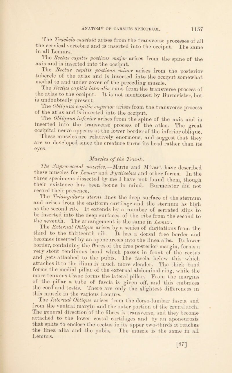 The Trachelomastoid arises from the transverse processes of all the cei vical vertebra) and. is inserted into the occiput. The same in all Lemurs. The Rectus capitis posticus major arises from the spine of the axis and is inserted into the occiput. The Rectus capitis posticus minor arises from the posterior tubercle of the atlas and is inserted into the occiput somewhat medial to and under cover of the preceding muscle. The Rectus capitis lateralis runs from the transverse process of tne atlas to the occiput. It is not mentioned by Burmeister, but is undoubtedly present. The Obliquus capitis superior arises from the transverse process of the atlas and is inserted into the occiput. Idle Obliquus inferior arises from the spine of the axis and is inserted into the transverse process of the atlas. The great occipital nerve appears at the lower border of the inferior oblique. These muscles are relatively enormous, and suggest that they are so developed since the creature turns its head rather than its eyes. */ Muscles of the Trunk. I he Supra-costal muscles.—Murie and Mivart have described these muscles for Lemur and Nycticelms and other forms. In the three specimens dissected by me I have not found them, though their existence has been borne in mind. Burmeister did not record their presence. The Triangularis sterni lines the deep surface of the sternum and arises from the ensiform cartilage and the sternum as high as the second rib. It extends by a number of serrated slips to be inserted into the deep surfaces of the ribs from the second to the seventh. The arrangement is the same in Lemitr. The External Oblique arises by a series of digitations from the third to the thirteenth rib. It has a dorsal free border and becomes inserted by an aponeurosis into the linea alba. Its lower border, containing the fibres of the free posterior margin, forms a very stout tendinous band which passes in front of the rectus and gets attached to the pubis. The fascia below this which attaches it to the ilium is much more slender. The thick band forms the medial pillar of the external abdominal ring, while the more tenuous tissue forms the lateral pillar. From the margins of the pillar a tube of fascia is given off, and this embraces the cord and testis. There are only the slightest differences in this muscle in the various Lemurs. The Internal Oblique arises from the dorso-lumbar fascia and from the ventral margin and the outer portion of the crural arch. The general direction of the fibres is transverse, and they become attached to the lower costal cartilages and by an aponeurosis that splits to enclose the rectus in its upper two-thirds it reaches the linea alba and the pubis. The muscle is the same in all Lemurs. [87]