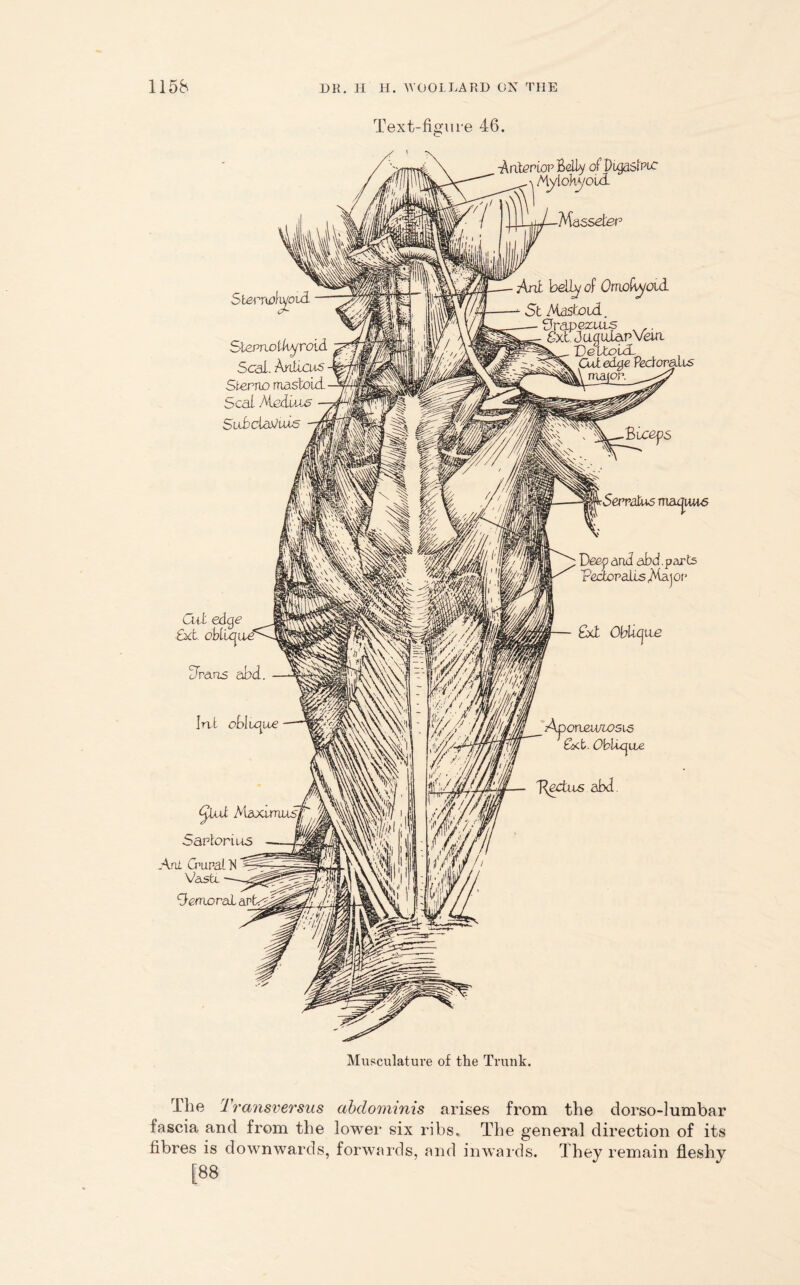 Text-figure 46. 5 term Sternothyroid Seal. Anfieue Sterno mastoid. Seal Mediae Subclotfuis -Anterior Belly of Digaslmo Mylohyoid. Massden Ant belief Omohyoid St Mastoid. Srapczurs . SxtJagulapVeia Deltoub Cut edge Pedomlis 5erratus masons Veep arid abd. parts r'ectopaUsMa-jOt' Cut edge Ext obluiiie brans abd. Irvt oblique Ext Obhcjiie Aponeurosis £kfc. dblicjixe pectus abd tyiul Maxi must Saplorius Am CmpabN Vastx demoral avtx Musculature of the Trunk. rrhe Transversus abdominis arises from the dorso-lumbar fascia and from the lower six ribs. The general direction of its fibres is downwards, forwards, and inwards. They remain fleshy [88