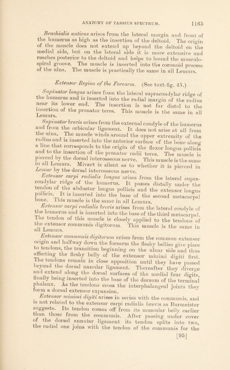 Brachialis anticus arises from the lateral margin and front of the humerus as high as the insertion of the deltoid. The origin of the muscle does not extend up beyond the deltoid on the medial side, but on the lateral side it is more extensive and reaches posterior to the deltoid and helps to bound the musculo- spiial gioove. The muscle is inserted into the coronoid process of the ulna. The muscle is practically the same in all Lemurs. Extensor Region of the Forearm, (See text-fig. 45.) Supinator longus arises from the lateral supracondylar ridge of ie mmerus and is inserted into the radial margin of the radius near its lower end. The insertion is not far distal to the insertion of the pronator teres. This muscle is the same in all Lemurs. Supinator brevis, arises from the external condyle of the humerus and from the orbicular ligament. It does not arise at all from the ulna Ihe muscle winds around the upper extremity of the radius and is inserted into the anterior surface of the bone along a line that corresponds to the origin of the flexor longus pollicis and to the insertion of the pronator radii teres. The muscle is pierced by the dorsal interosseous nerve. This muscle is the same m ail Lemurs. Mivart is silent as to whether it is pierced in Lemur by the dorsal interosseous nerve. Extensor carpi radialis longus arises from the lateral supra- condylar ridge of the humerus. It passes distally under the tendon of the abductor longus pollicis and the extensor longus polhds. ]lt is mserfed mto the base of the second metacarpal bone. I his muscle is the same in all Lemurs. Extensor carpi radialis brevis arises from the lateral condyle of the humerus and is inserted into the base of the third metacarpal. Ihe tendon ot this muscle is closely applied to the tendons of the extensor communis digitorum. This muscle is the same in all Lemurs. Extensor communis digitorum arises from the common extensor origin and halfway down the forearm the fleshy bellies give place to tendons the transition beginning on the ulnar side and thus aftectmg' the fleshy belly of the extensor minimi digiti first. Ihe tendons remain in close apposition until they have passed beyond the dorsal annular ligament. Thereafter* they diverge and extend along the dorsal surfaces of the medial four digits, finally being inserted into the base of the dorsum of the terminal phalanx. As the tendons cross the interphalangeal joints they form a dorsal extensor expansion. . Extensor minimi digiti arises in series with the communis, and is not related to the extensor carpi radialis brevis as Burmeister suggests. Its tendon comes off from its muscular belly earlier t lan those from the communis. After passing under cover or the dorsal annular ligament its tendon splits into two, the radial one joins with the tendon of the communis for the [95]