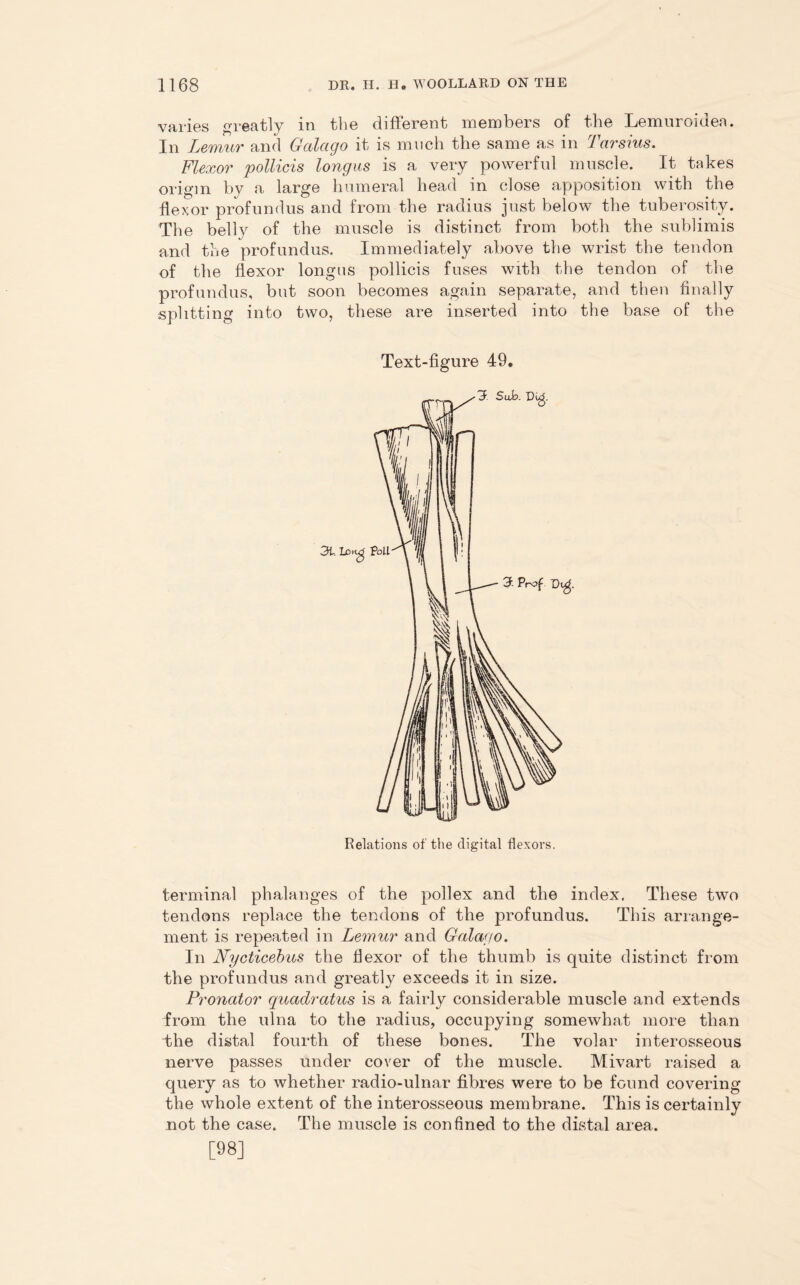 varies greatly in the different members of the Lemnroidea. In Lemur and Galago it is much the same as in Tarsius. Flexor pollicis longus is a very powerful muscle. It takes origin by a large humeral head in close apposition with the flexor profundus and from the radius just below the tuberosity. The belly of the muscle is distinct from both the sublimis and the profundus. Immediately above the wrist the tendon of the flexor longus pollicis fuses with the tendon of the profundus, but soon becomes again separate, and then finally splitting into two, these are inserted into the base of the Text-figure 49. n tv^ Relations of the digital flexors. terminal phalanges of the pollex and the index. These two tendons replace the tendons of the profundus. This arrange- ment is repeated in Lemur and Galago. In Nycticebus the flexor of the thumb is quite distinct from the profundus and greatly exceeds it in size. Pronator quadratics is a fairly considerable muscle and extends from the ulna to the radius, occupying somewhat more than the distal fourth of these bones. The volar interosseous nerve passes under cover of the muscle. Mivart raised a query as to whether radio-ulnar fibres were to be found covering the whole extent of the interosseous membrane. This is certainly not the case. The muscle is confined to the distal area. [98]