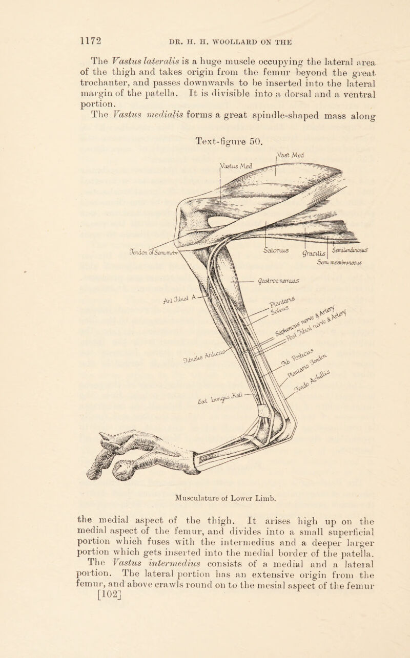 The Vastus lateralis is a huge muscle occupying the lateral area of the thigh and takes origin from the femur beyond the great trochanter, and passes downwards to be inserted into the lateral margin of the patella. It is divisible into a dorsal and a ventral portion. The Vastus medialis forms a great spindle-shaped mass along Text-figure 50. Musculature of Lower Limb. the medial aspect of the thigh. It arises high up on the medial aspect of the femur, and divides into a small superficial portion which fuses with the intermedins and a deeper larger portion which gets inserted into the medial border of the patella. The Vastus intermedius consists of a medial and a lateral portion. The lateral portion has an extensive origin from the femur, and above crawls round on to the mesial aspect of the femur [102]