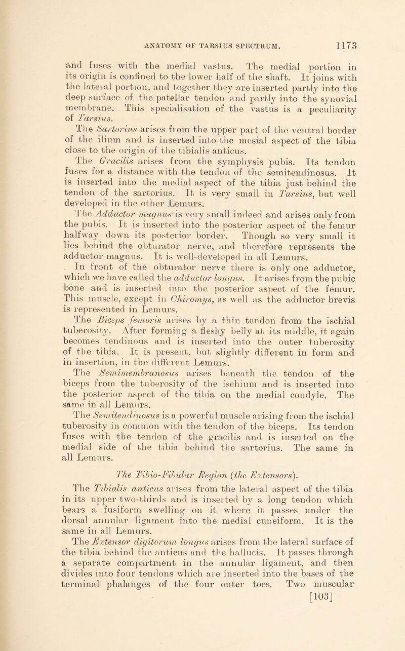 and fuses with the medial vastus. The medial portion in its origin is confined to the lower half of the shaft. It joins with the lateral portion, and together they are inserted partly into the deep surface of the patellar tendon and partly into the synovial membrane. This specialisation of the vastus is a peculiarity of Tar sins. The Sartorius arises from the upper part of the ventral border of the ilium and is inserted into the mesial aspect of the tibia close to the origin of the tibialis anticus. The Gracilis arises from the symphysis pubis. Its tendon fuses for a distance with the tendon of the semitendinosus. It is inserted into the medial aspect of the tibia just behind the tendon of the sartorius. It is very small in Tarsius, but well developed in the other Lemurs. I'he Adductor magnus is very small indeed and arises only from the pubis. It is inserted into the posterior aspect of the femur halfway down its posterior border. Though so very small it lies behind the obturator nerve, and therefore represents the adductor magnus. It is well-developed in all Lemurs. In front of the obturator nerve there is only one adductorr which we have called the adductor longus. It arises from the pubic bone and is inserted into the posterior aspect of the femur.. This muscle, except in Chiromys, as well as the adductor brevis is represented in Lemurs. The Biceps femoris arises by a, thin tendon from the ischial tuberosity. After forming a fleshy belly at its middle, it again becomes tendinous and is inserted into the outer tuberosity of the tibia. It is present, but slightly different in form and in insertion, in the different Lemurs. The Semimembranosus arises beneath the tendon of the biceps from the tuberosity of the ischium and is inserted into the posterior aspect of the tibia on the medial condyle. The same in all Lemurs. The Semitendinosus is a powerful muscle arising from the ischial tuberosity in common with the tendon of the biceps. Its tendon fuses with the tendon of the gracilis and is inserted on the medial side of the tibia behind the sartorius. The same in all Lemurs. The Tibio-Fihular Region (the Extensors). The Tibialis anticus arises from the lateral aspect of the tibia in its upper two-thirds and is inserted by a long tendon which bears a fusiform swelling on it where it passes under the dorsal annular ligament into the medial cuneiform. It is the same in all Lemurs. The Extensor digitorum longus arises from the lateral surface of the tibia behind the anticus and the hallucis. It passes through a separate compartment in the annular ligament, and then divides into four tendons which are inserted into the bases of the terminal phalanges of the four outer toes. Two muscular [103]