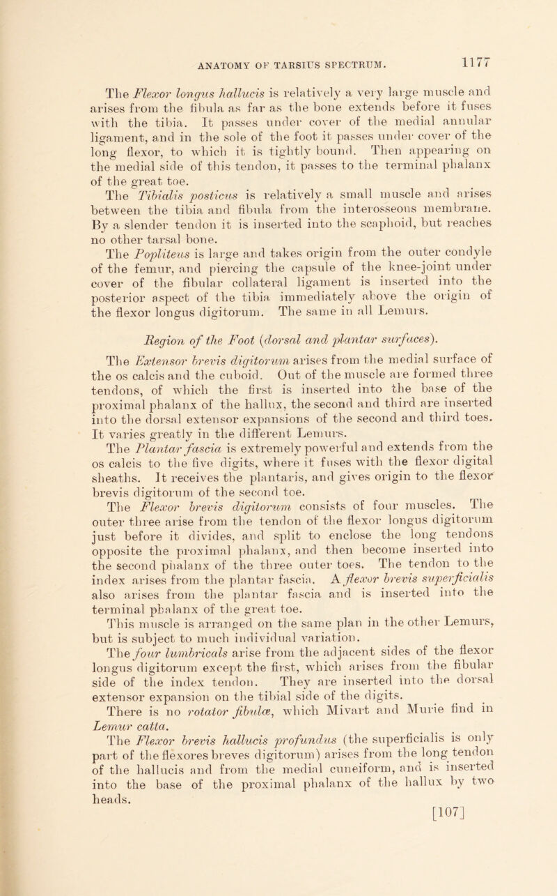 The Flexor longus hallucis is relatively a very large muscle and arises from the fibula as far as the bone extends before it fuses with the tibia. It passes under cover of the medial annular ligament, and in the sole of the foot it passes under cover of the long flexor, to which it is tightly bound. Then appearing on the medial side of this tendon, it passes to the terminal phalanx of the great toe. The Tibialis posticus is relatively a small muscle and arises between the tibia and fibula from the interosseous membrane. By a slender tendon it is inserted into the scaphoid, but reaches no other tarsal bone. The Popliteus is large and takes origin from the outer condyle of the femur, and piercing the capsule of the knee-joint under cover of the fibular collateral ligament is inserted into the posterior aspect of the tibia, immediately above the origin of the flexor longus digitorum. The same in all Lemurs. Region of the Foot (dorsal and plantar surfaces). The Extensor brevis digitorum arises from the medial surface of the os calcis and the cuboid. Out of the muscle are formed three tendons, of which the first is inserted into the base of the proximal phalanx of the hallux, the second and third are inserted into the dorsal extensor expansions of the second and third toes. It varies greatly in the different Lemurs. The Plantar fascia is extremely powerful and extends from the os calcis to the five digits, where it fuses with the flexor digital sheaths. It receives the plantaris, and gives origin to the flexor brevis digitorum of the second toe. The Flexor brevis digitorum consists of four muscles. The outer three arise from the tendon of the flexor longus digitorum just before it divides, and split to enclose the long tendons opposite the proximal phalanx, and then become inserted into the second phalanx of the three outer toes. The tendon to the index arises from the plantar fascia. A flexor brevis superflciahs also arises from the plantar fascia and is inserted into the terminal phalanx of the great toe. This muscle is arranged on the same plan in the other Lemurs, but is subject to much individual variation. The four lumbricals arise from the adjacent sides of the flexor longus digitorum except the first, which arises from the fibular side of the index tendon. They are inserted into the dorsal extensor expansion on the tibial side of the digits. There is no rotator flbidce, which Mivart and Murie find in Lemur catta. The Flexor brevis hallucis profundus (the superficialis is only part of the flexores breves digitorum) arises from the long tendon of the hallucis and from the medial cuneiform, and is inserted into the base of the proximal phalanx of the hallux by two heads. [107]