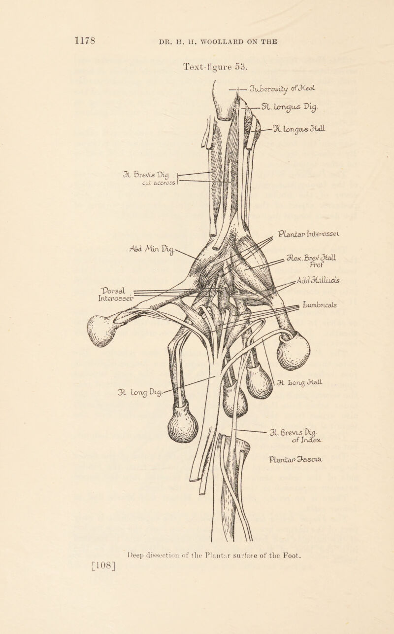 Text-figure 53. —i— Cf \jJbzrosiXx/ oftKeeL J IxmaiLS e3t. Ion flubs 3ia.lL 3L BreVts T)uj i- cut ciccross 1 Plantar Inierossei cFLex.BreJ 3tall Prof Adddiallucis Lumbpurals Long JCall 31. BrcvLS Ti.0. of JnxLeiC PLantaP Oascta Dee]) dissection of the Plantar surface of the Foot. 108]