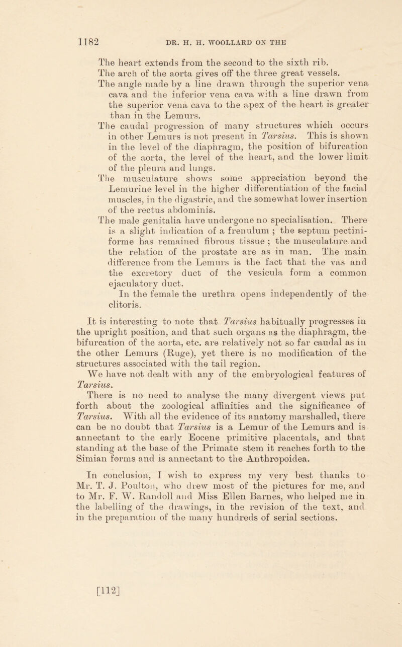 The heart extends from the second to the sixth rib. The arch of the aorta gives off the three great vessels. The angle made by a line drawn through the superior vena cava and the inferior vena cava with a line drawn from the superior vena cava to the apex of the heart is greater than in the Lemurs. The caudal progression of many structures which occurs in other Lemurs is not present in Tarsius. This is shown in the level of the diaphragm, the position of bifurcation of the aorta, the level of the heart, and the lower limit of the pleura and lungs. The musculature shows some appreciation beyond the Lemurine level in the higher differentiation of the facial muscles, in the digastric, and the somewhat lower insertion of the rectus abdominis. The male genitalia have undergone no specialisation. There is a slight indication of a frenulum ; the septum pectini- forme has remained fibrous tissue ; the musculature and the relation of the prostate are as in man. The main difference from the Lemurs is the fact that the vas and the excretory duct of the vesicula form a common ejaculatory duct. In the female the urethra opens independently of the clitoris. It is interesting to note that Tarsius habitually progresses in the upright position, and that such organs as the diaphragm, the bifurcation of the aorta, etc. are relatively not so far caudal as in the other Lemurs (Luge), yet there is no modification of the structures associated with the tail region. We have not dealt with any of the embryological features of Tarsius. There is no need to analyse the many divergent views put forth about the zoological affinities and the significance of Tarsius. With all the evidence of its anatomy marshalled, there can be no doubt that Tarsius is a Lemur of the Lemurs and is annectant to the early Eocene primitive placentals, and that standing at the base of the Primate stem it reaches forth to the Simian forms and is annectant to the Anthropoidea. In conclusion, I wish to express my very best thanks to Mr. T. J. Poulton, who drew most of the pictures for me, and to Mr. F. W. Randoll and Miss Ellen Barnes, who helped me in the labelling of the drawings, in the revision of the text, and in the preparation of the many hundreds of serial sections. [112]