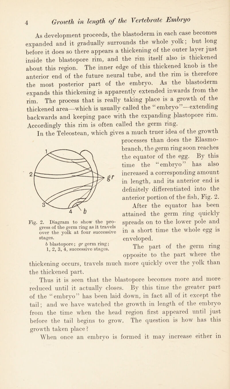 As development proceeds, the blastoderm in each case becomes expanded and it gradually surrounds the whole yolk; but long before it does so there appears a thickening of the outer layer just inside the blastopore rim, and the rim itself also is thickened about this region. The inner edge of this thickened knob is the anterior end of the future neural tube, and the rim is therefore the most posterior part of the embryo. As the blastoderm expands this thickening is apparently extended inwards from the rim. The process that is really taking place is a growth of the thickened area—which is usually called the “ embryo extending backwards and keeping pace with the expanding blastopore rim. Accordingly this rim is often called the germ ring. In the Teleostean, which gives a much truer idea of the growth processes than does the Elasmo- branch, the germ ring soon reaches the equator of the egg. By this time the “embryo” has also increased a corresponding amount in length, and its anterior end is definitely differentiated into the anterior portion of the fish, Fig. 2. After the equator has been attained the germ ring quickly spreads on to the lower pole and in a short time the whole egg is enveloped. The part of the germ ring opposite to the part where the thickening occurs, travels much more quickly over the yolk than the thickened part. Thus it is seen that the blastopore becomes more and more reduced until it actually closes. By this time the greater part of the “embryo” has been laid down, in fact all of it except the tail; and we have watched the growth in length of the embryo from the time when the head region first appeared until just before the tail begins to grow. The question is how has this growth taken place? When once an embryo is formed it may increase either in Fig. 2. Diagram to show the pro- gress of the germ ring as it travels over the yolk at four successive stages. b blastopore; gr germ ring; 1, 2, 3, 4, successive stages.