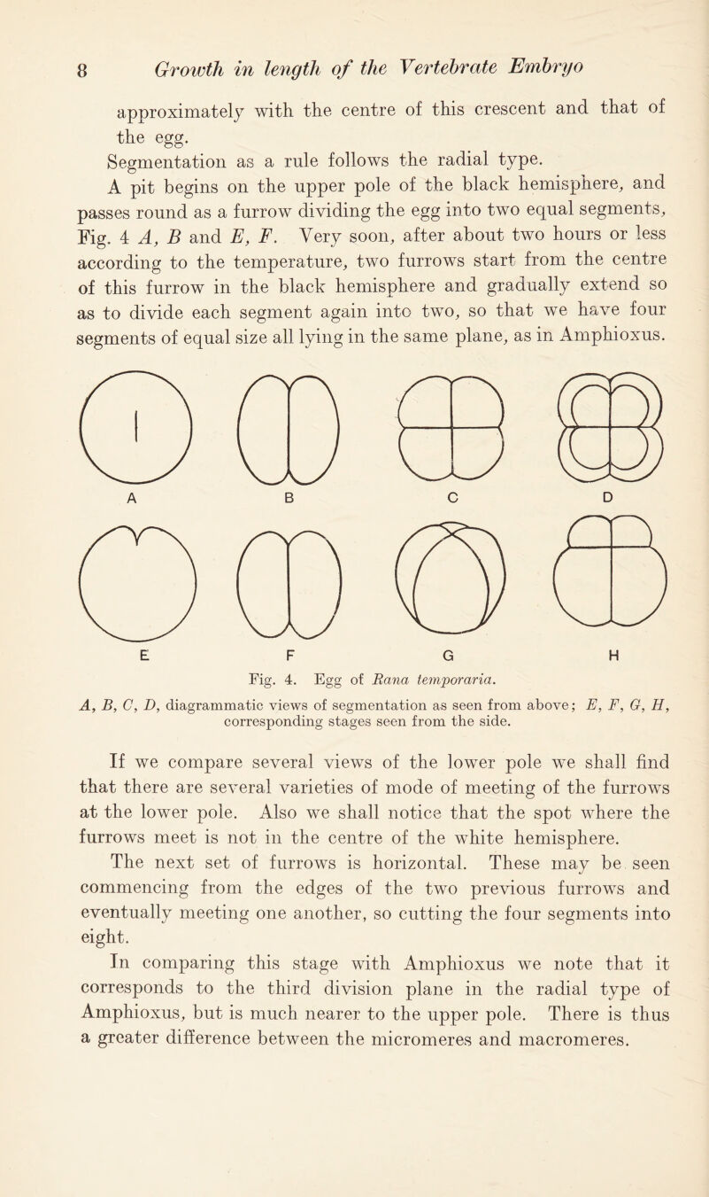 approximately with the centre of this crescent and that of the egg. Segmentation as a rule follows the radial type. A pit begins on the upper pole of the black hemisphere, and passes round as a furrow dividing the egg into two equal segments, Fig. 4 Ay B and E, F, Very soon, after about two hours or less according to the temperature, two furrows start from the centre of this furrow in the black hemisphere and gradually extend so as to divide each segment again into two, so that we have four segments of equal size all lying in the same plane, as in Amphioxus. Fig. 4. Egg of Rana temporaria. A, B, C, D, diagrammatic views of segmentation as seen from above; E, F, G, H, corresponding stages seen from the side. If we compare several views of the lower pole we shall find that there are several varieties of mode of meeting of the furrows at the lower pole. Also we shall notice that the spot where the furrows meet is not in the centre of the white hemisphere. The next set of furrows is horizontal. These may be seen commencing from the edges of the two previous furrows and eventually meeting one another, so cutting the four segments into eight. In comparing this stage with Amphioxus we note that it corresponds to the third division plane in the radial type of Amphioxus, but is much nearer to the upper pole. There is thus a greater difference between the micromeres and macromeres.
