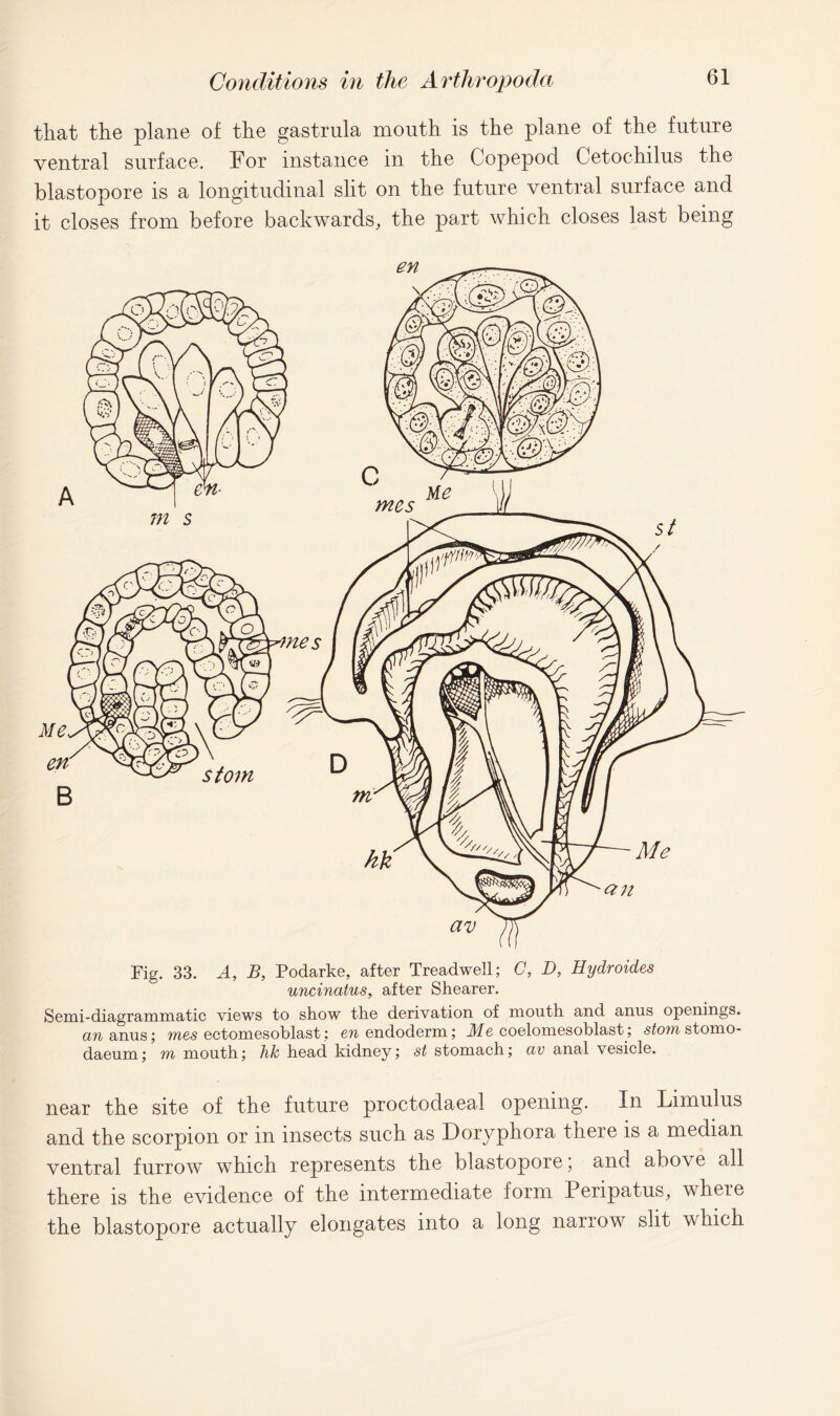 Conditions in the Arthropoda that the plane of the gastrula mouth is the plane of the future ventral surface. For instance in the Copepocl Cetochilus the blastopore is a longitudinal slit on the future ventral surface and it closes from before backwards, the part which closes last being Fig. 33. A, B, Podarke, after Treadwell; C, D, Hydroides uncinatus, after Shearer. Semi-diagrammatic views to show the derivation of mouth and anus openings, aw anus; mes ectomesoblast; ewendoderm; Me coelomesoblast; stemstomo- daeum; m mouth; hk head kidney; st stomach; av anal vesicle. near the site of the future proctodaeal opening. In Limulus and the scorpion or in insects such as Doryphora there is a median ventral furrow which represents the blastopore * and above all there is the evidence of the intermediate form Penpatus, where the blastopore actually elongates into a long narrow slit which