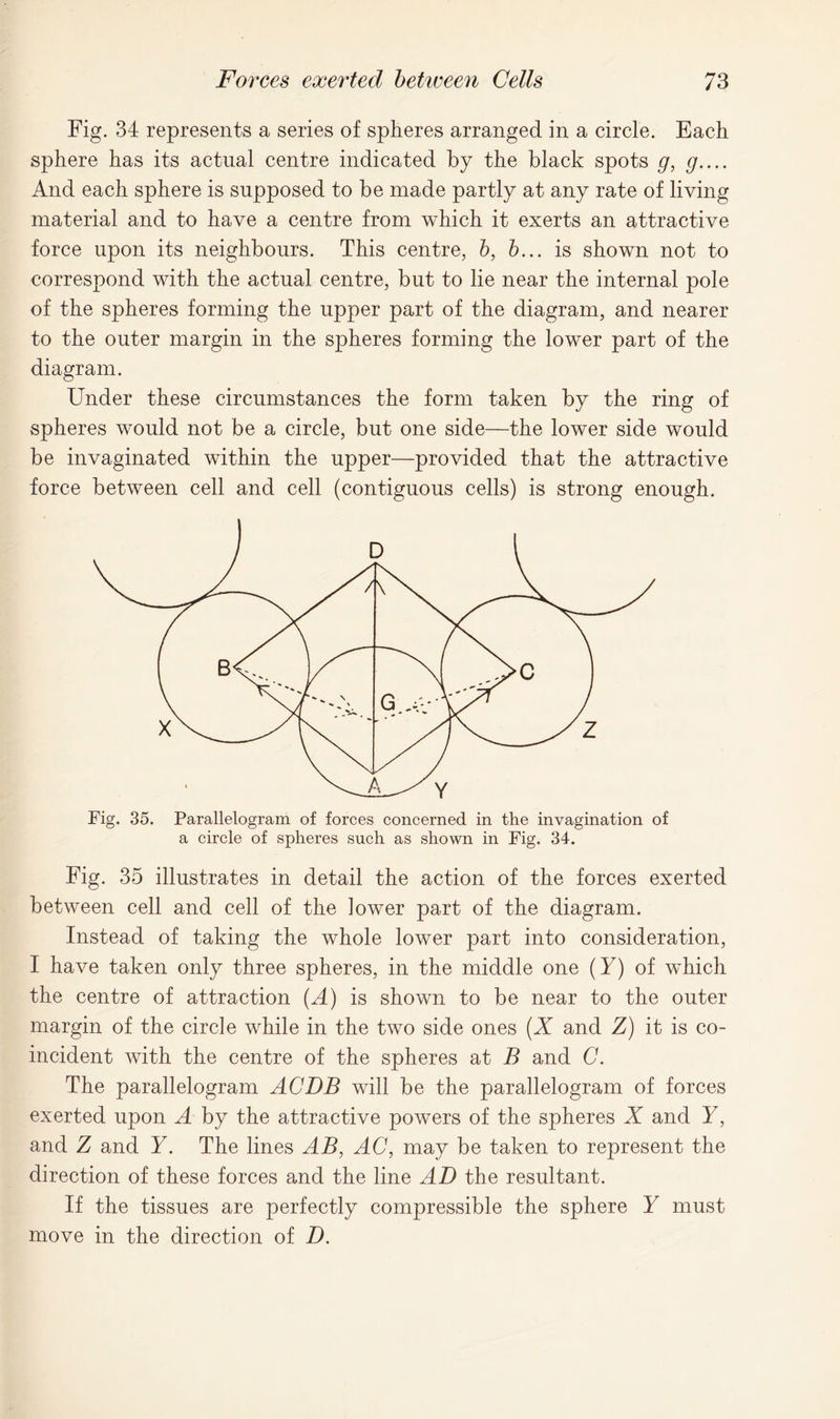 Fig. 34 represents a series of spheres arranged in a circle. Each sphere has its actual centre indicated by the black spots g, g.... And each sphere is supposed to be made partly at any rate of living material and to have a centre from which it exerts an attractive force upon its neighbours. This centre, b, b... is shown not to correspond with the actual centre, but to lie near the internal pole of the spheres forming the upper part of the diagram, and nearer to the outer margin in the spheres forming the lower part of the diagram. Under these circumstances the form taken by the ring of spheres would not be a circle, but one side—the lower side would be invaginated within the upper—provided that the attractive force between cell and cell (contiguous cells) is strong enough. Fig. 35. Parallelogram of forces concerned in the invagination of a circle of spheres such as shown in Fig. 34. Fig. 35 illustrates in detail the action of the forces exerted between cell and cell of the lower part of the diagram. Instead of taking the whole lower part into consideration, I have taken only three spheres, in the middle one (Y) of which the centre of attraction (A) is shown to be near to the outer margin of the circle while in the two side ones (X and Z) it is co- incident with the centre of the spheres at B and C. The parallelogram ACDB will be the parallelogram of forces exerted upon A by the attractive powers of the spheres X and Y, and Z and Y. The lines AB, AC, may be taken to represent the direction of these forces and the line AD the resultant. If the tissues are perfectly compressible the sphere Y must move in the direction of D.
