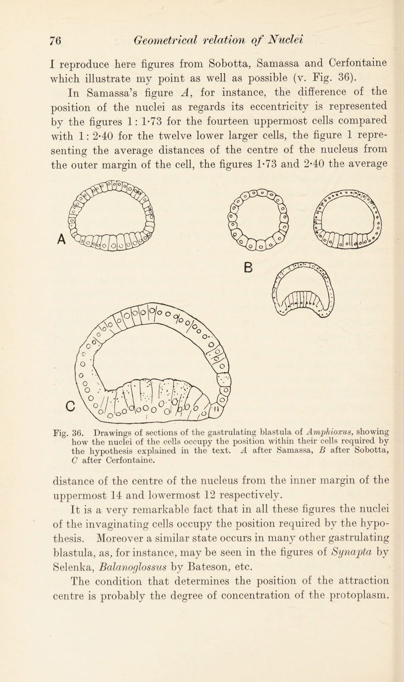 I reproduce here figures from Sobotta, Samassa and Cerfontaine which illustrate my point as well as possible (v. Fig. 36). In Samassa’s figure A, for instance, the difference of the position of the nuclei as regards its eccentricity is represented by the figures 1: 1*73 for the fourteen uppermost cells compared with 1: 2-40 for the twelve lower larger cells, the figure 1 repre- senting the average distances of the centre of the nucleus from the outer margin of the cell, the figures 1*73 and 2*40 the average Fig. 36. Drawings of sections of the gastrulating blastula of Amphioxus, showing how the nuclei of the cells occupy the position within their cells required by the hypothesis explained in the text. A after Samassa, B after Sobotta, C after Cerfontaine. distance of the centre of the nucleus from the inner margin of the uppermost 14 and lowermost 12 respectively. It is a very remarkable fact that in all these figures the nuclei of the invaginating cells occupy the position required by the hypo- thesis. Moreover a similar state occurs in many other gastrulating blastula, as, for instance, may be seen in the figures of Synapta by Selenka, Balanoglossus by Bateson, etc. The condition that determines the position of the attraction centre is probably the degree of concentration of the protoplasm.