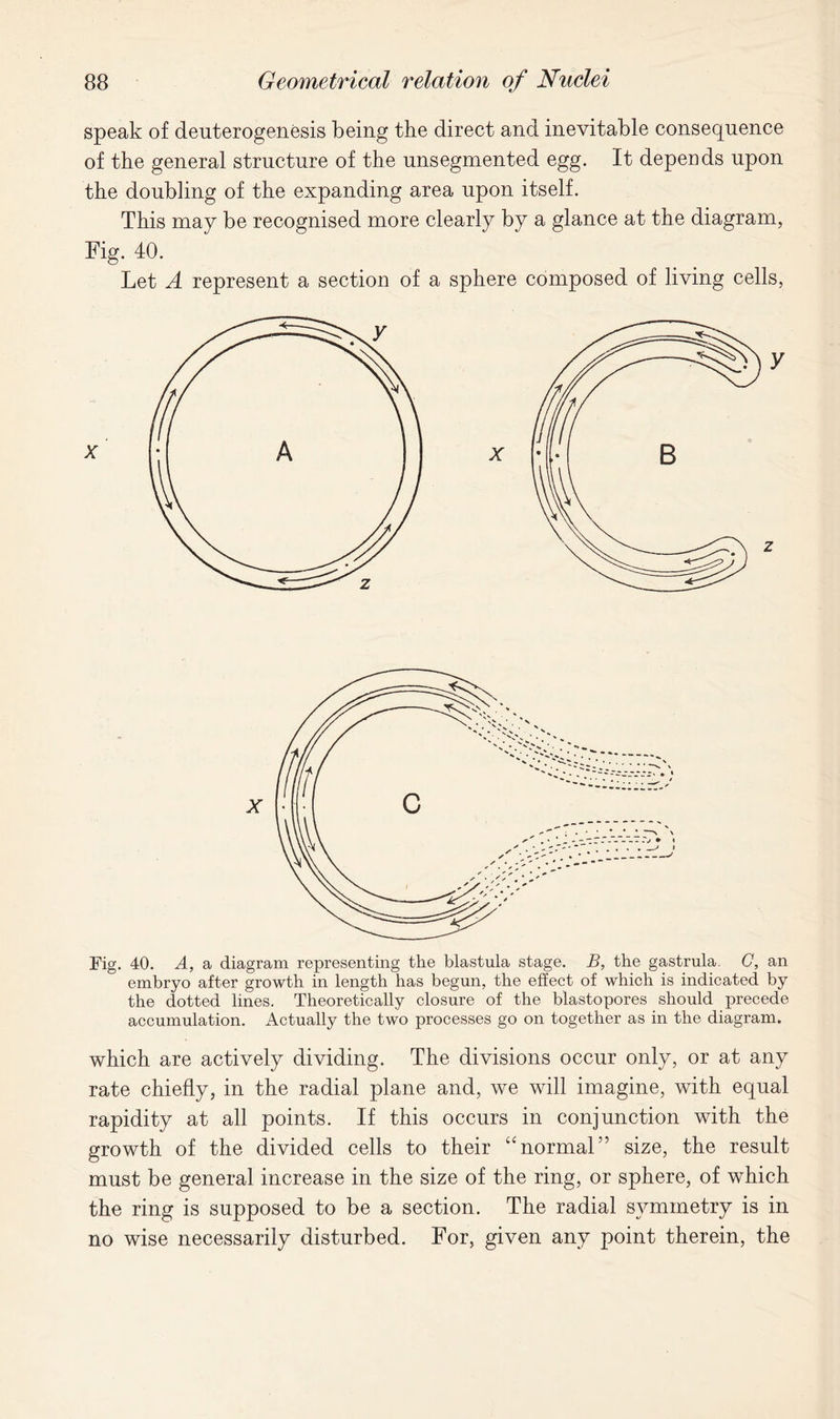 speak of deuterogenesis being the direct and inevitable consequence of the general structure of the unsegmented egg. It depends upon the doubling of the expanding area upon itself. This may be recognised more clearly by a glance at the diagram, Fig. 40. Let A represent a section of a sphere composed of living cells, Fig. 40. A, a diagram representing the blastula stage. B, the gastrula. C, an embryo after growth in length has begun, the effect of which is indicated by the dotted lines. Theoretically closure of the blastopores should precede accumulation. Actually the two processes go on together as in the diagram. which are actively dividing. The divisions occur only, or at any rate chiefly, in the radial plane and, we will imagine, with equal rapidity at all points. If this occurs in conjunction with the growth of the divided cells to their “normal” size, the result must be general increase in the size of the ring, or sphere, of which the ring is supposed to be a section. The radial symmetry is in no wise necessarily disturbed. For, given any point therein, the
