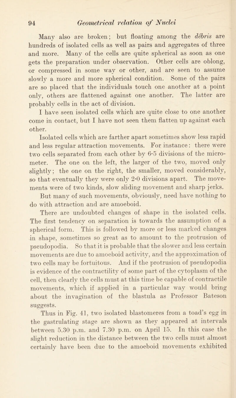 Many also are broken; but floating among the debris are hundreds of isolated cells as well as pairs and aggregates of three and more. Many of the cells are quite spherical as soon as one gets the preparation under observation. Other cells are oblong, or compressed in some way or other, and are seen to assume slowly a more and more spherical condition. Some of the pairs are so placed that the individuals touch one another at a point only, others are flattened against one another. The latter are probably cells in the act of division. I have seen isolated cells which are quite close to one another come in contact, but I have not seen them flatten up against each other. Isolated cells which are farther apart sometimes show less rapid and less regular attraction movements. For instance: there were two cells separated from each other by 6-5 divisions of the micro- meter. The one on the left, the larger of the two, moved only slightly; the one on the right, the smaller, moved considerably, so that eventually they were only 2-0 divisions apart. The move- ments were of two kinds, slow sliding movement and sharp jerks. But many of such movements, obviously, need have nothing to do with attraction and are amoeboid. There are undoubted changes of shape in the isolated cells. The first tendency on separation is towards the assumption of a spherical form. This is followed by more or less marked changes in shape, sometimes so great as to amount to the protrusion of pseudopodia. So that it is probable that the slower and less certain movements are due to amoeboid activity, and the approximation of two cells may be fortuitous. And if the protrusion of pseudopodia is evidence of the contractility of some part of the cytoplasm of the cell, then clearly the cells must at this time be capable of contractile movements, which if applied in a particular way would bring about the invagination of the blastula as Professor Bateson suggests. Thus in Fig. 41, two isolated blastomeres from a toad’s egg in the gastrulating stage are shown as they appeared at intervals between 5.30 p.m. and 7.30 p.m. on April 15. In this case the slight reduction in the distance between the two cells must almost certainly have been due to the amoeboid movements exhibited