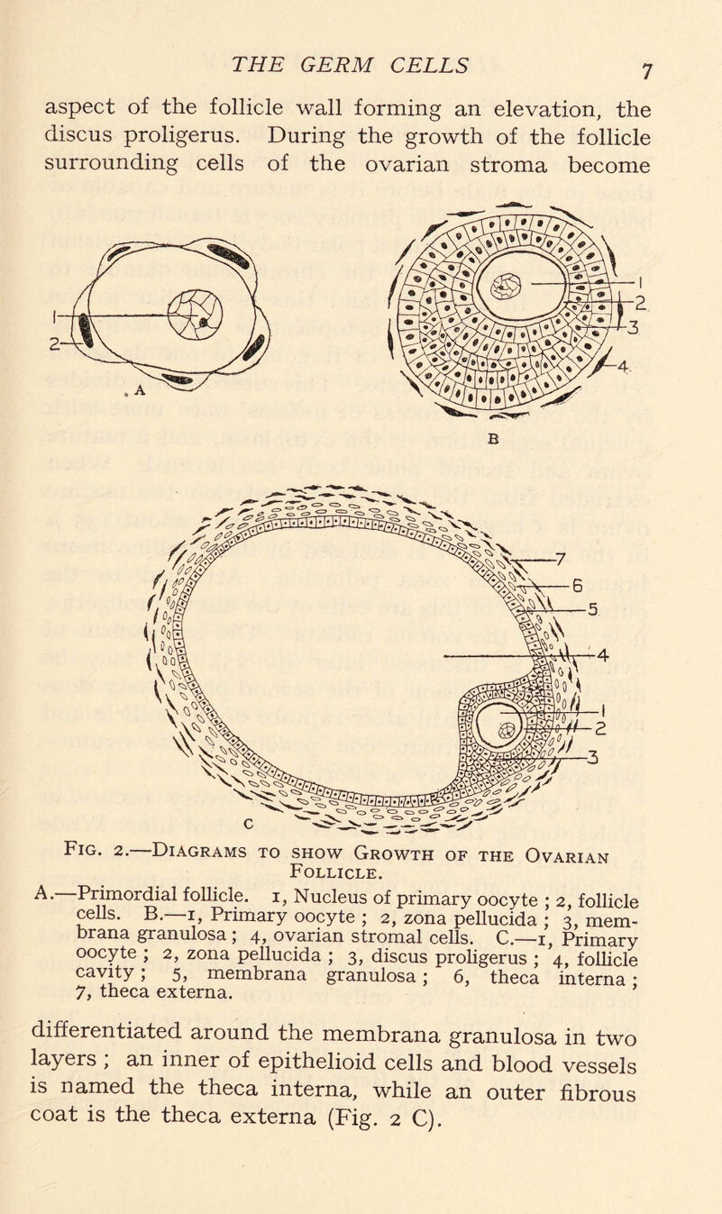 aspect of the follicle wall forming an elevation, the discus proligerus. During the growth of the follicle surrounding cells of the ovarian stroma become Fig. 2.—Diagrams to show Growth of the Ovarian Follicle. A. Primordial follicle, i, Nucleus of primary oocyte ; 2, follicle cells. B.—1, Primary oocyte ; 2, zona pellucida ; 3, mem- brana granulosa j 4> ovarian stromal cells. C.—1, Primary oocyte ; 2, zona pellucida ; 3, discus proligerus ; 4, follicle cavity, 5, membrana granulosa; 6, theca interna * 7, theca externa. differentiated around the membrana granulosa in two layers , an inner of epithelioid cells and blood vessels is named the theca interna, while an outer fibrous coat is the theca externa (Fig. 2 C).