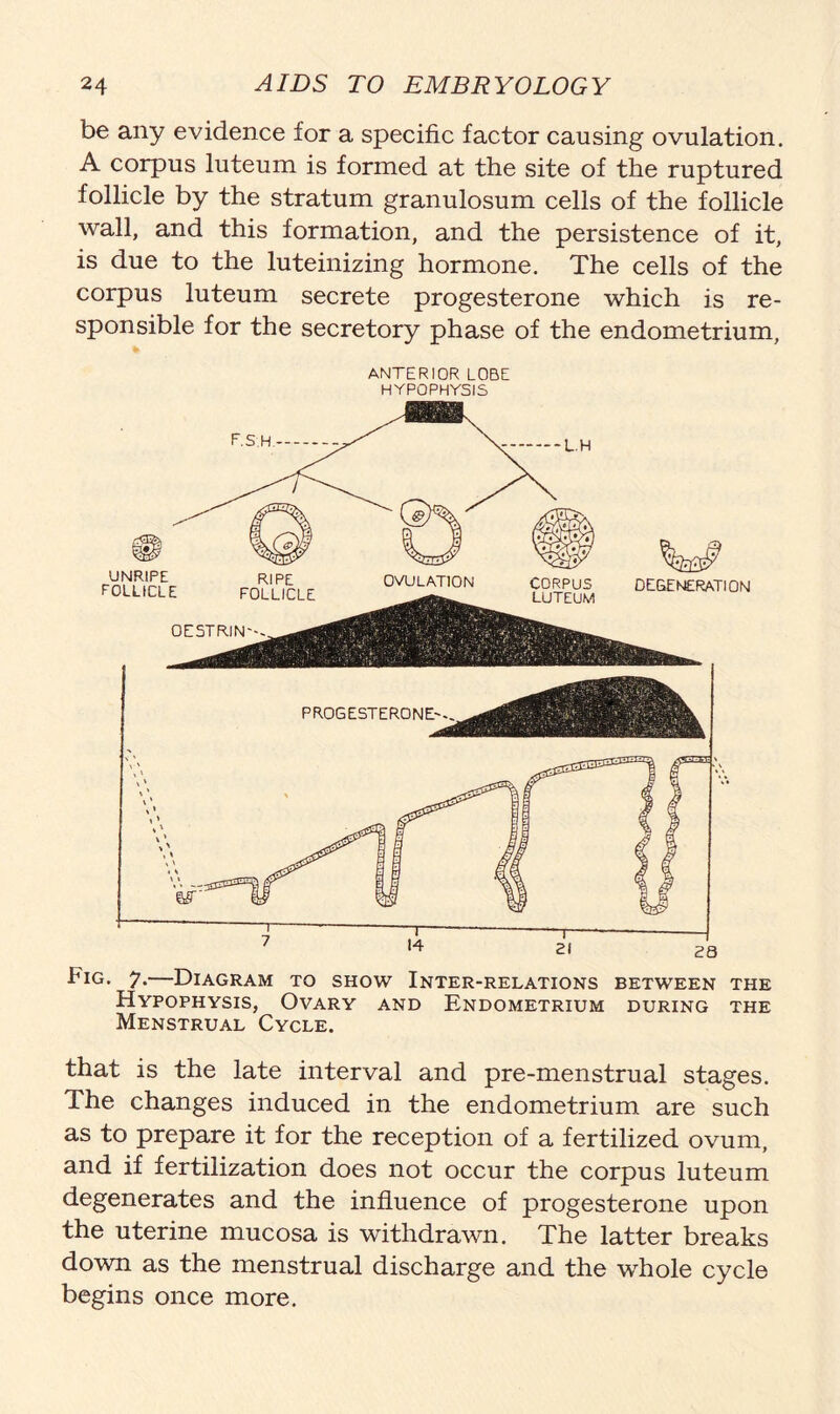 be any evidence for a specific factor causing ovulation. A corpus luteum is formed at the site of the ruptured follicle by the stratum granulosum cells of the follicle wall, and this formation, and the persistence of it, is due to the luteinizing hormone. The cells of the corpus luteum secrete progesterone which is re- sponsible for the secretory phase of the endometrium, ANTERIOR LOBE HYPOPHYSIS 21 28 Fig. 7.—Diagram to show Inter-relations between the Hypophysis, Ovary and Endometrium during the Menstrual Cycle. that is the late interval and pre-menstrual stages. The changes induced in the endometrium are such as to prepare it for the reception of a fertilized ovum, and if fertilization does not occur the corpus luteum degenerates and the influence of progesterone upon the uterine mucosa is withdrawn. The latter breaks down as the menstrual discharge and the whole cycle begins once more.
