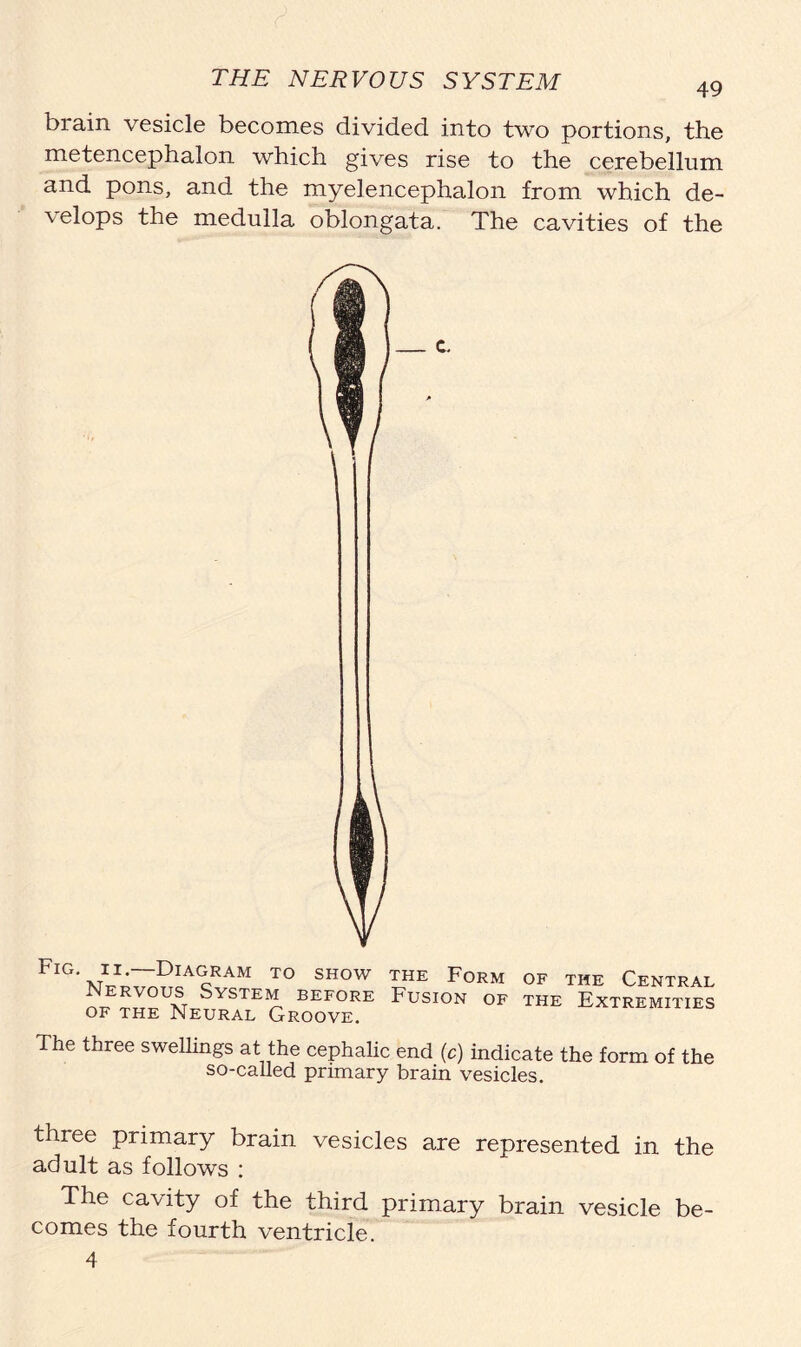 brain vesicle becomes divided into two portions, the metencephalon which gives rise to the cerebellum and pons, and the myelencephalon from which de- velops the medulla oblongata. The cavities of the Fig. 11.—Diagram to show Nervous System before of the Neural Groove. the Form of the Central Fusion of the Extremities The three swellings at the cephalic end (c) indicate the form of the so-called primary brain vesicles. three primary brain vesicles are represented in the adult as follows : The cavity of the third primary brain vesicle be- comes the fourth ventricle. 4