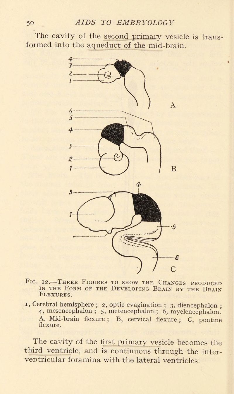 The cavity of the second primary vesicle is trans- formed into the aqueduct of the mid-brain. a A B 4 Fig. 12.—Three Figures to show the Changes produced in the Form of the Developing Brain by the Brain Flexures. i, Cerebral hemisphere ; 2, optic evagination ; 3, diencephalon ; 4, mesencephalon ; 5, metencephalon ; 6, myelencephalon. A. Mid-brain flexure ; B, cervical flexure ; C, pontine flexure. The cavity of the first primary vesicle becomes the third ventricle, and is continuous through the inter- ventricular foramina with the lateral ventricles.