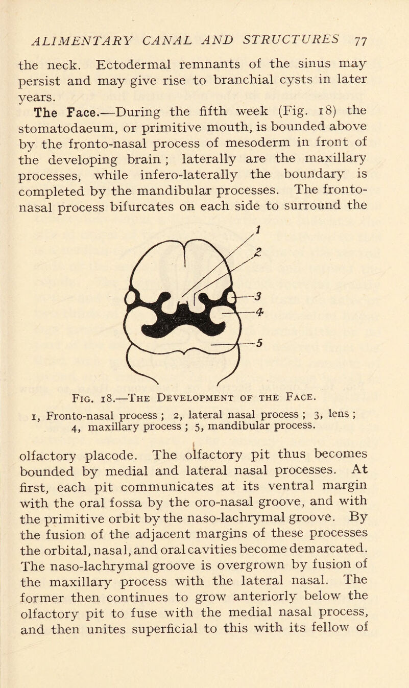 the neck. Ectodermal remnants of the sinus may persist and may give rise to branchial cysts in later years. The Face.—During the fifth week (Fig. 18) the stomatodaeum, or primitive mouth, is bounded above by the fronto-nasal process of mesoderm in front of the developing brain; laterally are the maxillary processes, while infero-laterally the boundary is completed by the mandibular processes. The fronto- nasal process bifurcates on each side to surround the Fig. 18.—The Development of the Face. 1, Fronto-nasal process ; 2, lateral nasal process ; 3, lens ; 4, maxillary process ; 5, mandibular process. olfactory placode. The olfactory pit thus becomes bounded by medial and lateral nasal processes. At first, each pit communicates at its ventral margin with the oral fossa by the oro-nasal groove, and with the primitive orbit by the naso-lachrymal groove. By the fusion of the adjacent margins of these processes the orbital, nasal, and oral cavities become demarcated. The naso-lachrymal groove is overgrown by fusion of the maxillary process with the lateral nasal. The former then continues to grow anteriorly below the olfactory pit to fuse with the medial nasal process, and then unites superficial to this with its fellow of