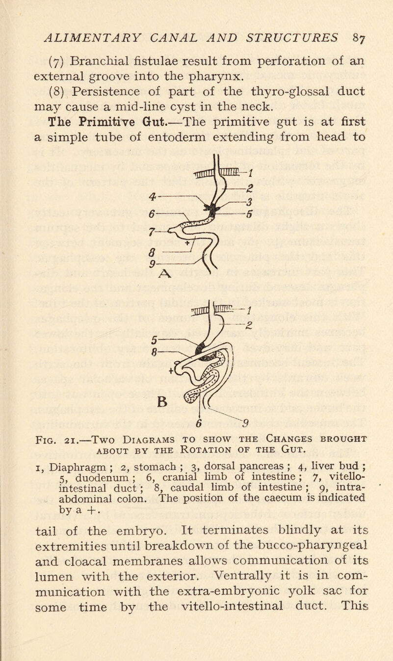 (7) Branchial fistulae result from perforation of an external groove into the pharynx. (8) Persistence of part of the thyro-glossal duct may cause a mid-line cyst in the neck. The Primitive Gut.—The primitive gut is at first a simple tube of entoderm extending from head to Fig. 21.—Two Diagrams to show the Changes brought ABOUT BY THE ROTATION OF THE GUT. i} Diaphragm ; 2, stomach ; 3, dorsal pancreas ; 4, liver bud ; 5, duodenum ; 6, cranial limb of intestine ; 7, vitello- intestinal duct ; 8, caudal limb of intestine ; 9, intra- abdominal colon. The position of the caecum is indicated by a +. tail of the embryo. It terminates blindly at its extremities until breakdown of the bucco-pharyngea! and cloacal membranes allows communication of its lumen with the exterior. Ventrally it is in com- munication with the extra-embryonic yolk sac for some time by the vitello-intestinal duct. This