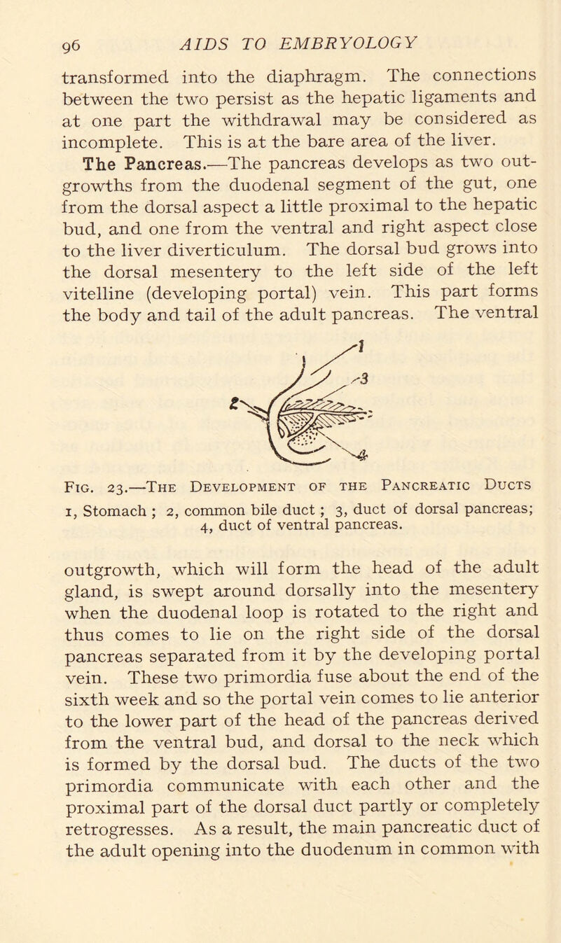 transformed into the diaphragm. The connections between the two persist as the hepatic ligaments and at one part the withdrawal may be considered as incomplete. This is at the bare area of the liver. The Pancreas.—The pancreas develops as two out- growths from the duodenal segment of the gut, one from the dorsal aspect a little proximal to the hepatic bud, and one from the ventral and right aspect close to the liver diverticulum. The dorsal bud grows into the dorsal mesentery to the left side of the left vitelline (developing portal) vein. This part forms the body and tail of the adult pancreas. The ventral Fig. 23.—The Development of the Pancreatic Ducts 1, Stomach ; 2, common bile duct ; 3, duct of dorsal pancreas; 4, duct of ventral pancreas. outgrowth, which will form the head of the adult gland, is swept around dorsally into the mesentery when the duodenal loop is rotated to the right and thus comes to lie on the right side of the dorsal pancreas separated from it by the developing portal vein. These two primordia fuse about the end of the sixth week and so the portal vein comes to lie anterior to the lower part of the head of the pancreas derived from the ventral bud, and dorsal to the neck which is formed by the dorsal bud. The ducts of the two primordia communicate with each other and the proximal part of the dorsal duct partly or completely retrogresses. As a result, the main pancreatic duct of the adult opening into the duodenum in common with