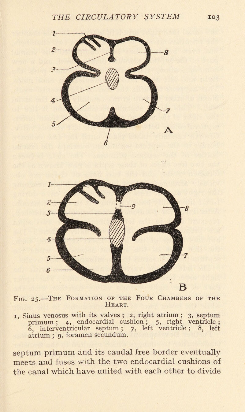 Fig. 25.—The Formation of the Four Chambers of the Heart. 1, Sinus venosus with its valves ; 2, right atrium ; 3, septum primum; 4, endocardial cushion; 5, right ventricle ; 6, interventricular septum; 7, left ventricle; 8, left atrium ; 9, foramen secundum. septum primum and its caudal free border eventually meets and fuses with the two endocardial cushions of the canal which have united with each other to divide