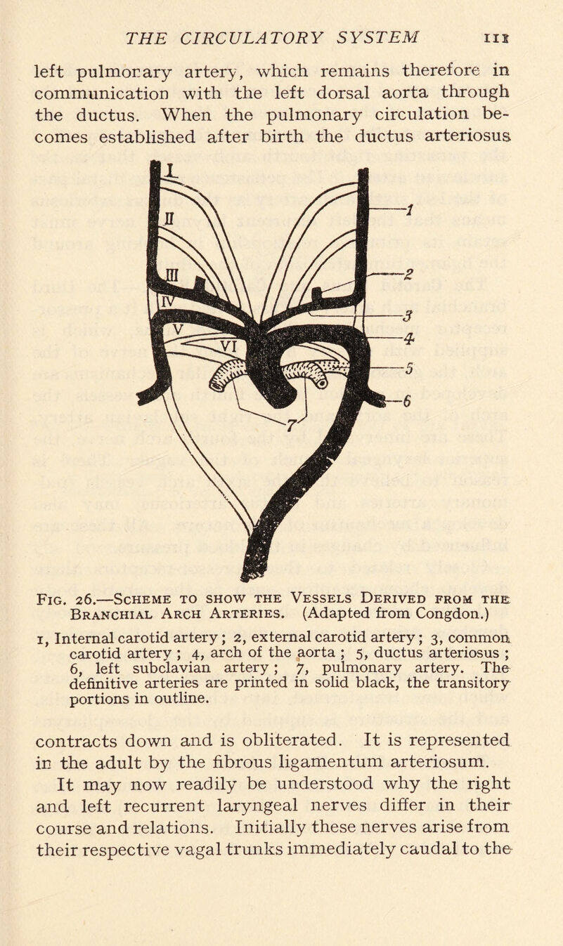 left pulmonary artery, which remains therefore in communication with the left dorsal aorta through the ductus. When the pulmonary circulation be- comes established after birth the ductus arteriosus Fig. 26.—Scheme to show the Vessels Derived from the: Branchial Arch Arteries. (Adapted from Congdon.) 1, Internal carotid artery; 2, external carotid artery; 3, common carotid artery ; 4, arch of the aorta ; 5, ductus arteriosus ; 6, left subclavian artery; 7, pulmonary artery. The definitive arteries are printed in solid black, the transitory portions in outline. contracts down and is obliterated. It is represented in the adult by the fibrous ligamentum arteriosum. It may now readily be understood why the right and left recurrent laryngeal nerves differ in their course and relations. Initially these nerves arise from their respective vagal trunks immediately caudal to th&