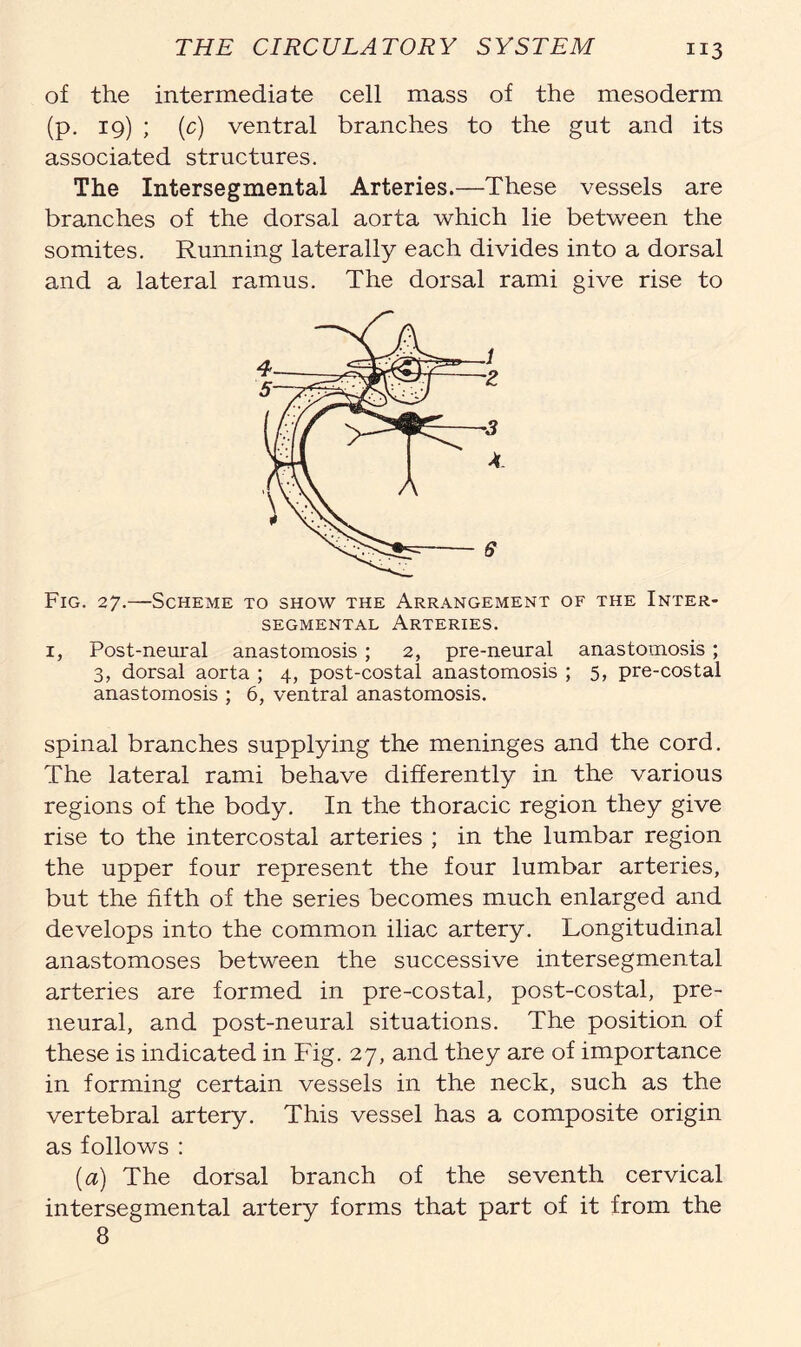 of the intermediate cell mass of the mesoderm (p. 19) ; (c) ventral branches to the gut and its associated structures. The Intersegmental Arteries.—These vessels are branches of the dorsal aorta which lie between the somites. Running laterally each divides into a dorsal and a lateral ramus. The dorsal rami give rise to Fig. 27.—Scheme to show the Arrangement of the Inter- segmental Arteries. 1, Post-neural anastomosis ; 2, pre-neural anastomosis ; 3, dorsal aorta ; 4, post-costal anastomosis ; 5, pre-costal anastomosis ; 6, ventral anastomosis. spinal branches supplying the meninges and the cord. The lateral rami behave differently in the various regions of the body. In the thoracic region they give rise to the intercostal arteries ; in the lumbar region the upper four represent the four lumbar arteries, but the fifth of the series becomes much enlarged and develops into the common iliac artery. Longitudinal anastomoses between the successive intersegmental arteries are formed in pre-costal, post-costal, pre- neural, and post-neural situations. The position of these is indicated in Fig. 27, and they are of importance in forming certain vessels in the neck, such as the vertebral artery. This vessel has a composite origin as follows : (a) The dorsal branch of the seventh cervical intersegmental artery forms that part of it from the 8