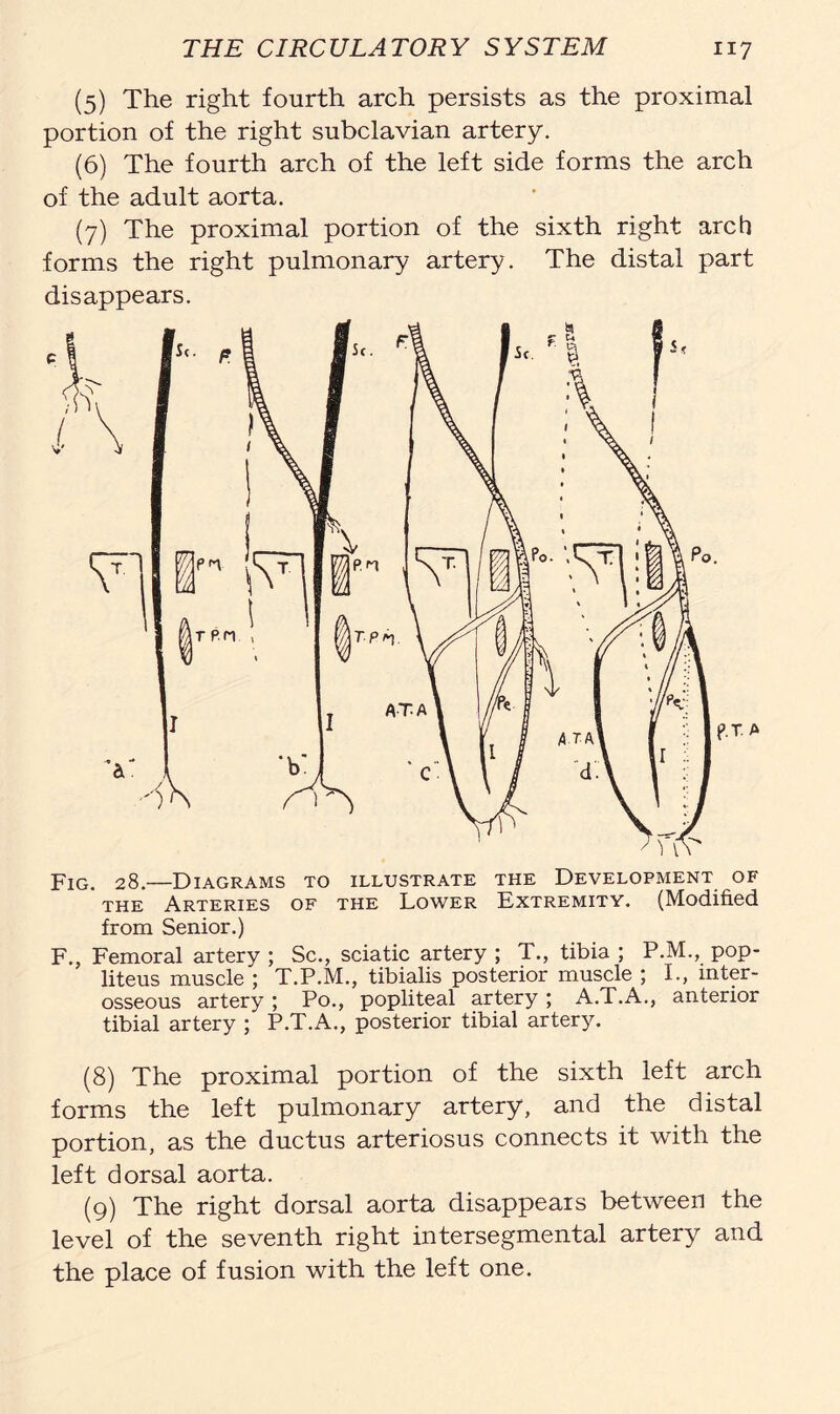 (5) The right fourth arch persists as the proximal portion of the right subclavian artery. (6) The fourth arch of the left side forms the arch of the adult aorta. (7) The proximal portion of the sixth right arch forms the right pulmonary artery. The distal part disappears. Fig. 28.—Diagrams to illustrate the Development of the Arteries of the Lower Extremity. (Modified from Senior.) F., Femoral artery ; Sc., sciatic artery ; T., tibia ; P.M., pop- liteus muscle ; T.P.M., tibialis posterior muscle ; I., inter- osseous artery; Po., popliteal artery ; A.T.A., anterior tibial artery ; P.T.A., posterior tibial artery. (8) The proximal portion of the sixth left arch forms the left pulmonary artery, and the distal portion, as the ductus arteriosus connects it with the left dorsal aorta. (9) The right dorsal aorta disappears between the level of the seventh right intersegmental artery and the place of fusion with the left one.