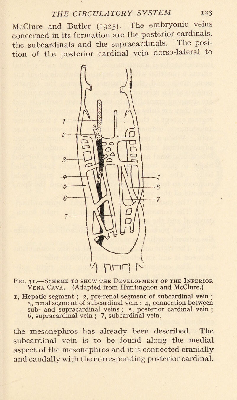 McClure and Butler (1925). The embryonic veins concerned in its formation are the posterior cardinals, the subcardinals and the supracardinals. The posi- tion of the posterior cardinal vein dorso-lateral to Fig. 31.—Scheme to show the Development of the Inferior Vena Cava. (Adapted from Huntingdon and McClure.) 1, Hepatic segment; 2, pre-renal segment of subcardinal vein ; 3, renal segment of subcardinal vein ; 4, connection between sub- and supracardinal veins ; 5, posterior cardinal vein ; 6, supracardinal vein ; 7, subcardinal vein. the mesonephros has already been described. The subcardinal vein is to be found along the medial aspect of the mesonephros and it is connected cranially and caudally with the corresponding posterior cardinal.