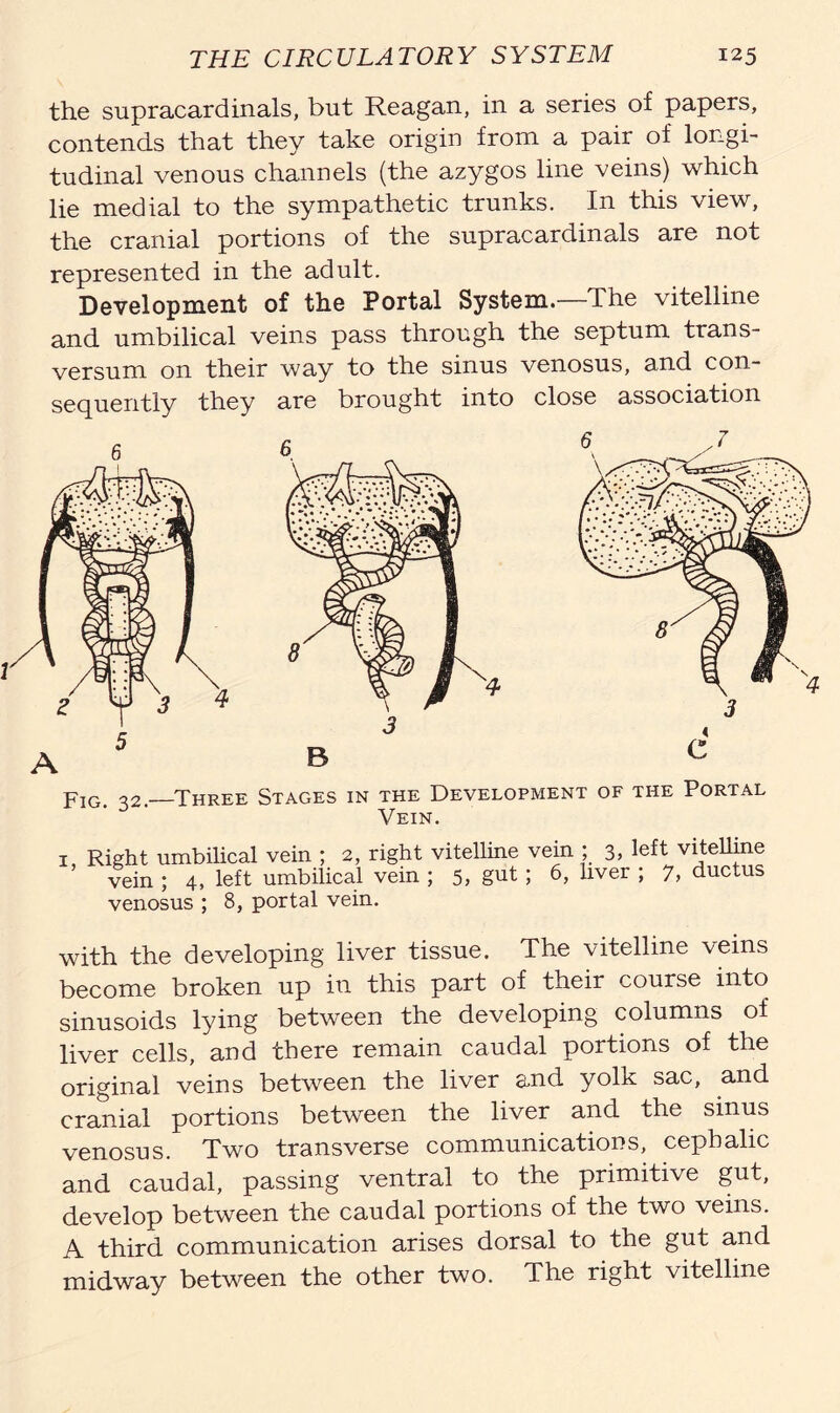 the supracardinals, but Reagan, in a series of papers, contends that they take origin from a pair of longi- tudinal venous channels (the azygos line veins) which lie medial to the sympathetic trunks. In this view, the cranial portions of the supracardinals are not represented in the adult. Development of the Portal System.—The vitelline and umbilical veins pass through the septum trans- versum on their way to the sinus venosus, and con- sequently they are brought into close association Fig o2 —Three Stages in the Development of the Portal ‘ 0 ' Vein. Right umbilical vein ; 2, right vein ; 4, left umbilical vein venosus ; 8, portal vein. vitelline vein ; 3, left vitelline ; 5, gut; 6, liver ; 7, ductus with the developing liver tissue. The vitelline veins become broken up in this part of their course into sinusoids lying between the developing columns of liver cells, and there remain caudal portions of the original veins between the liver and yolk sac, and cranial portions between the liver and the sinus venosus. Two transverse communications, cephalic and caudal, passing ventral to the primitive gut, develop between the caudal portions of the two veins. A third communication arises dorsal to the gut and midway between the other two. The right vitelline
