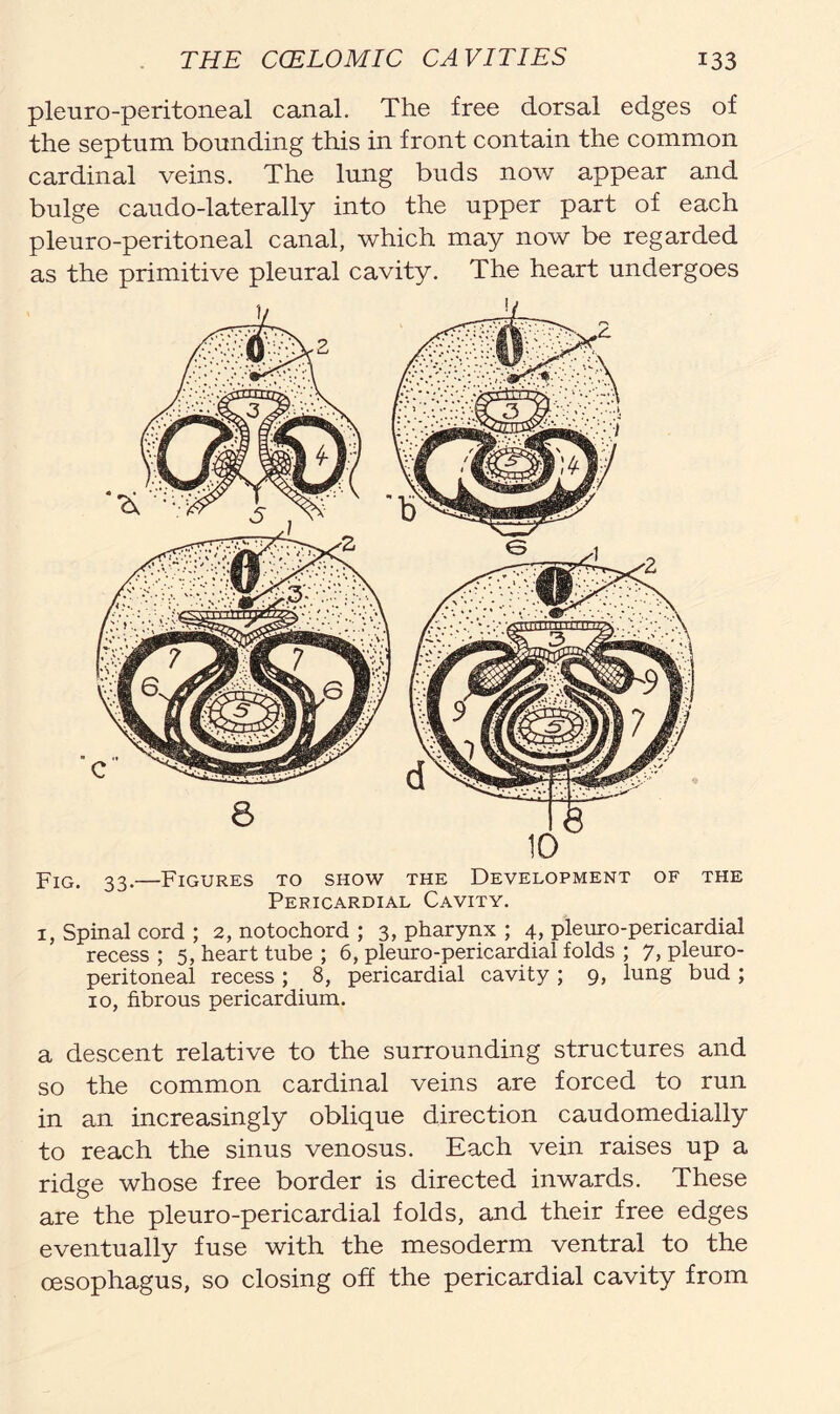 pleuro-peritoneal canal. The free dorsal edges of the septum bounding this in front contain the common cardinal veins. The lung buds now appear and bulge caudo-laterally into the upper part of each pleuro-peritoneal canal, which may now be regarded as the primitive pleural cavity. The heart undergoes Fig. 33.—Figures to show the Development of the Pericardial Cavity. 1, Spinal cord ; 2, notochord ; 3, pharynx ; 4, pleuro-pericardial recess ; 5, heart tube ; 6, pleuro-pericardial folds ; 7, pleuro- peritoneal recess ; 8, pericardial cavity ; 9, lung bud ; 10, fibrous pericardium. a descent relative to the surrounding structures and so the common cardinal veins are forced to run in an increasingly oblique direction caudomedially to reach the sinus venosus. Each vein raises up a ridge whose free border is directed inwards. These are the pleuro-pericardial folds, and their free edges eventually fuse with the mesoderm ventral to the oesophagus, so closing off the pericardial cavity from