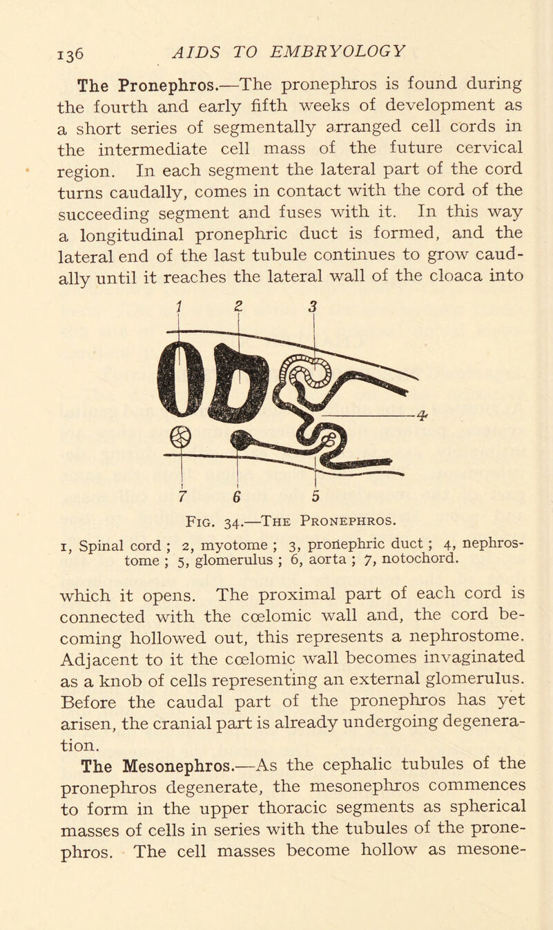The Pronephros.—The pronephros is found during the fourth and early fifth weeks of development as a short series of segmentally arranged cell cords in the intermediate cell mass of the future cervical region. In each segment the lateral part of the cord turns caudally, comes in contact with the cord of the succeeding segment and fuses with it. In this way a longitudinal pronephric duct is formed, and the lateral end of the last tubule continues to grow caud- ally until it reaches the lateral wall of the cloaca into f 2 3 7 6 5 Fig. 34.—The Pronephros. 1, Spinal cord ; 2, myotome ; 3, proriephric duct ; 4, nephros- tome ; 5, glomerulus ; 6, aorta ; 7, notochord. which it opens. The proximal part of each cord is connected with the coelomic wall and, the cord be- coming hollowed out, this represents a nephrostome. Adjacent to it the coelomic wall becomes invaginated as a knob of cells representing an external glomerulus. Before the caudal part of the pronephros has yet arisen, the cranial part is already undergoing degenera- tion. The Mesonephros.—As the cephalic tubules of the pronephros degenerate, the mesonephros commences to form in the upper thoracic segments as spherical masses of cells in series with the tubules of the prone- phros. The cell masses become hollow as mesone-