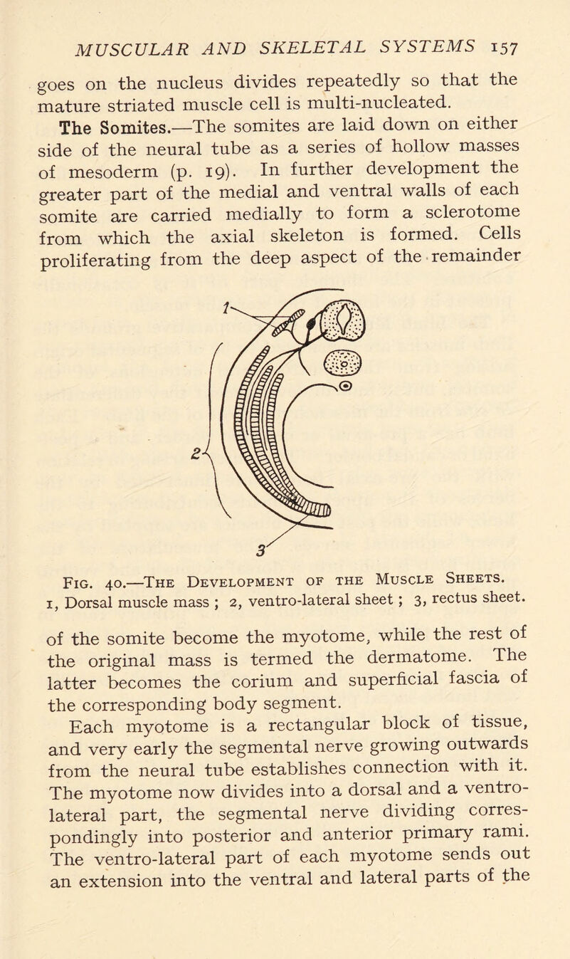 goes on the nucleus divides repeatedly so that the mature striated muscle cell is multi-nucleated. The Somites.—The somites are laid down on either side of the neural tube as a series of hollow masses of mesoderm (p. 19). In further development the greater part of the medial and ventral walls of each somite are carried medially to form a sclerotome from which the axial skeleton is formed. Cells proliferating from the deep aspect of the remainder 3 Fig. 40.—The Development of the Muscle Sheets. 1, Dorsal muscle mass ; 2, ventro-lateral sheet; 3, rectus sheet. of the somite become the myotome, while the rest of the original mass is termed the dermatome. The latter becomes the corium and superficial fascia of the corresponding body segment. Each myotome is a rectangular block of tissue, and very early the segmental nerve growing outwards from the neural tube establishes connection with it. The myotome now divides into a dorsal and a ventro- lateral part, the segmental nerve dividing corres- pondingly into posterior and anterior primary rami. The ventro-lateral part of each myotome sends out an extension into the ventral and lateral parts of the