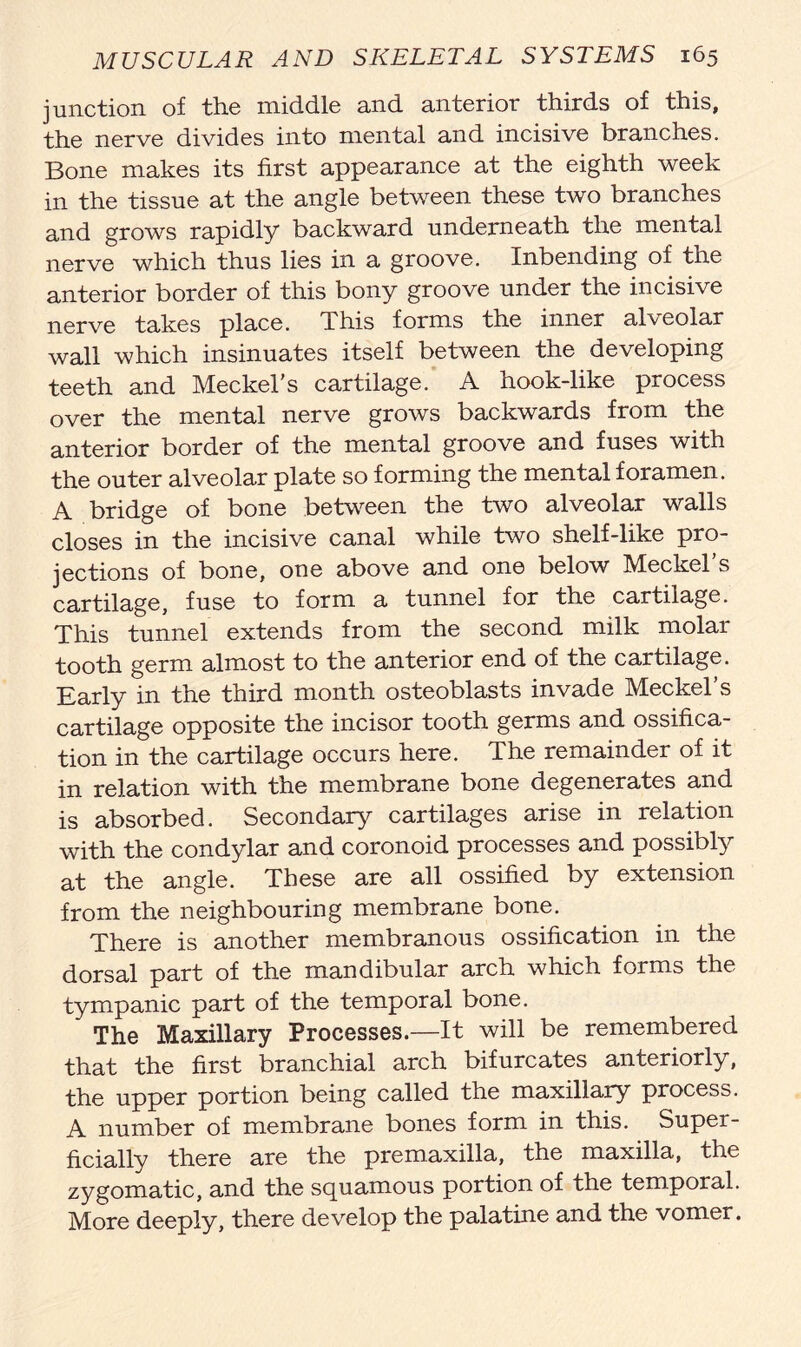 junction of the middle and anterior thirds of this, the nerve divides into mental and incisive branches. Bone makes its first appearance at the eighth week in the tissue at the angle between these two branches and grows rapidly backward underneath the mental nerve which thus lies in a groove. Inbending of the anterior border of this bony groove under the incisive nerve takes place. This forms the inner alveolar wall which insinuates itself between the developing teeth and Meckel's cartilage. A hook-like process over the mental nerve grows backwards from the anterior border of the mental groove and fuses with the outer alveolar plate so forming the mental foramen. A bridge of bone between the two alveolar walls closes in the incisive canal while two shelf-like pro- jections of bone, one above and one below Meckel’s cartilage, fuse to form a tunnel for the cartilage. This tunnel extends from the second milk molar tooth germ almost to the anterior end of the cartilage. Early in the third month osteoblasts invade Meckel’s cartilage opposite the incisor tooth germs and ossifica- tion in the cartilage occurs here. The remainder of it in relation with the membrane bone degenerates and is absorbed. Secondary cartilages arise in relation with the condylar and coronoid processes and possibly at the angle. These are all ossified by extension from the neighbouring membrane bone. There is another membranous ossification in the dorsal part of the mandibular arch which forms the tympanic part of the temporal bone. The Maxillary Processes.—It will be remembered that the first branchial arch bifurcates anteriorly, the upper portion being called the maxillary process. A number of membrane bones form in this. Super- ficially there are the premaxilla, the maxilla, the zygomatic, and the squamous portion of the temporal. More deeply, there develop the palatine and the vomer.