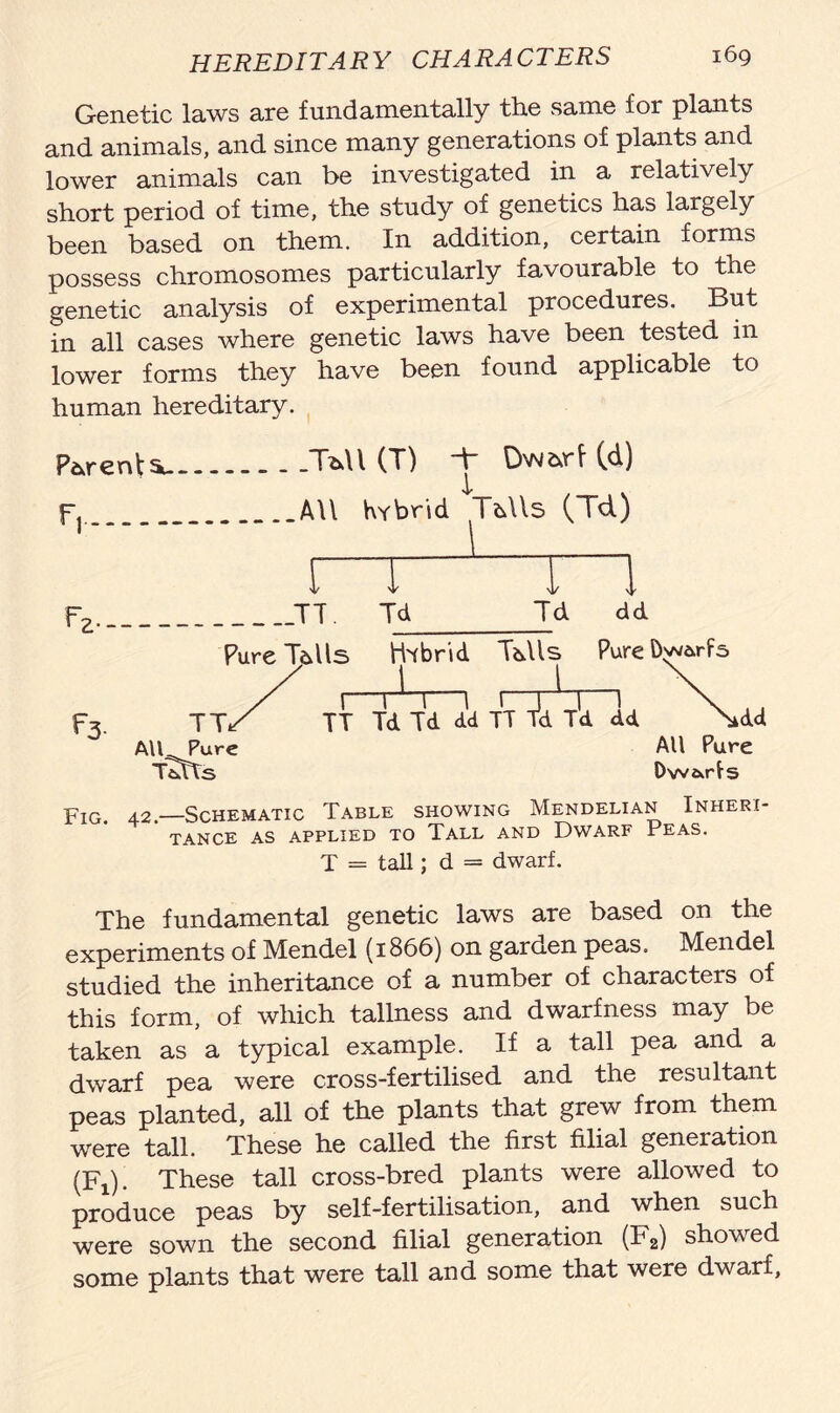 Genetic laws are fundamentally the same for plants and animals, and since many generations of plants and lower animals can be investigated in a relatively short period of time, the study of genetics has largely been based on them. In addition, certain forms possess chromosomes particularly favourable to the genetic analysis of experimental procedures. But in all cases where genetic laws have been tested in lower forms they have been found applicable to human hereditary. Parent ^ Tfc\l (T) H Dw&rf (d) fj. AU hybrid Tidls (Td) 1 ^ l- Td Td Hybrid Tidls dd Pure Dvj&rfs 1 1 1 r Td Td dd TT 1 i d Td dd kdd All Pure Ow^ris yIG< 42.—Schematic Table showing Mendelian Inheri- tance AS APPLIED TO TALL AND DWARF PEAS. T = tall; d = dwarf. The fundamental genetic laws are based on the experiments of Mendel (1866) on garden peas. Mendel studied the inheritance of a number of characters of this form, of which tallness and dwarfness may be taken as a typical example. If a tall pea and a dwarf pea were cross-fertilised and the resultant peas planted, all of the plants that grew from them were tall. These he called the first filial generation (Fj). These tall cross-bred plants were allowed to produce peas by self-fertilisation, and when such were sown the second filial generation (Fa) showed some plants that were tall and some that were dwarf,