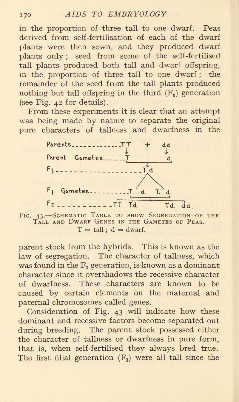 in the proportion of three tall to one dwarf. Peas derived from self-fertilisation of each of the dwarf plants were then sown, and they produced dwarf plants only ; seed from some of the self-fertilised tall plants produced both tall and dwarf offspring, in the proportion of three tall to one dwarf ; the remainder of the seed from the tall plants produced nothing but tall offspring in the third (Fs) generation (see Fig. 42 for details). From these experiments it is clear that an attempt was being made by nature to separate the original pure characters of tallness and dwarfness in the Parents —Y + dd 4 P&rent G&mefes T » d j 1 F1 .Td Fj. Q&metes _T. d. T. d. F tT~v7~ 1 ' > F* TT. Td. Td. dd. Fig. 43.—Schematic Table to show Segregation of the Tall and Dwarf Genes in the Gametes of Peas. T = tall; d = dwarf. parent stock from the hybrids. This is known as the law of segregation. The character of tallness, which was found in the Fx generation, is known as a dominant character since it overshadows the recessive character of dwarfness. These characters are known to be caused by certain elements on the maternal and paternal chromosomes called genes. Consideration of Fig. 43 will indicate how these dominant and recessive factors become separated out during breeding. The parent stock possessed either the character of tallness or dwarfness in pure form, that is, when self-fertilised they always bred true. The first filial generation (Fj) were all tall since the