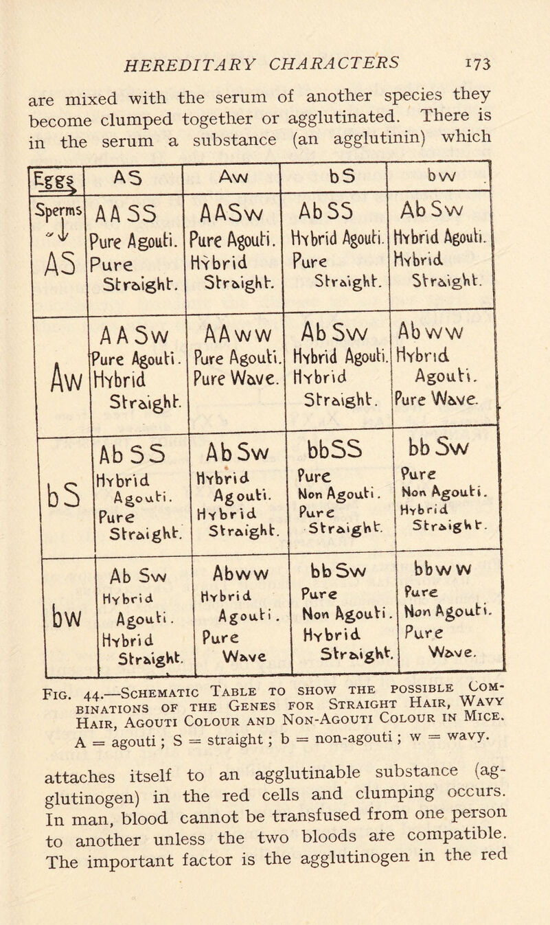 are mixed with the serum of another species they become clumped together or agglutinated. There is in the serum a substance (an agglutinin) which AS Aw bS bw Sperms Jt A5 A A 55 Pure Agouti. ^ure Straight. AASw Pure Agouti. Hybrid Straight. AbS5 Hybrid Agouti. Pure Straight. AbSw Hybrid Agouti, | Hybrid Straight. I Aw A A5w Pure Agouti. Hybrid Straight. AAww Pure Agouti. Pure Wave. AbSw Hybrid Agouti. Hybrid Straight. Abww 1 Hybrid j Agouti. Pure Wave. # bS AbSS Hybrid Agouti. Pure Straight. AbSw 4 Hybrid Agouti. Hybrid Straight. bbSS Pure Mon Agouti. Pure Straight. bbSw Pure Mon Agouti. Hybrid Str&igW t. bw Ab Sw Hybrid Agouti. Hybrid Straight. Abww Hybrid Agouti . Pure Wave bbSw Pure Non Agouti. Hybrid Straight. bbw w Pure Non Agouti. Pure Wave. FIG. 44.—Schematic Table to show the possible Com- BINATIONS OF THE GENES FOR STRAIGHT HAIR, WAVY Hair, Agouti Colour and Non-Agouti Colour in Mice. A = agouti; S = straight; b = non-agouti; w - wavy. attaches itself to an agglutinable substance (ag- glutinogen) in the red cells and clumping occurs. In man, blood cannot be transfused from one person to another unless the two bloods are compatible. The important factor is the agglutinogen in the red