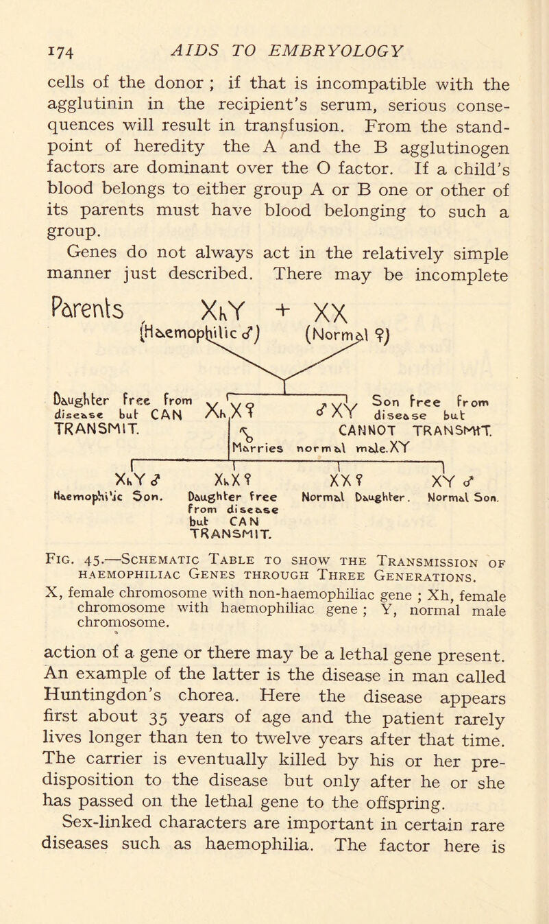 cells of the donor ; if that is incompatible with the agglutinin in the recipient’s serum, serious conse- quences will result in transfusion. From the stand- point of heredity the A and the B agglutinogen factors are dominant over the O factor. If a child’s blood belongs to either group A or B one or other of its parents must have blood belonging to such a group. Genes do not always act in the relatively simple manner just described. There may be incomplete Parents XhY [H&emopluVic Daughter free from disease but CAN TRANSMIT. XbX? Marries Son free from ® AY disease but CANNOT TRANSMIT, normd male.XY XkY <? T XwX? ~~\— XX? “1 XY o* * fUemophi'ic Son. Daughter free Normal Daughter. Normal Son. from disease but CA N TRANSMIT. Fig. 45.—Schematic Table to show the Transmission of HAEMOPHILIAC GENES THROUGH THREE GENERATIONS. X, female chromosome with non-haemophiliac gene ; Xh, female chromosome with haemophiliac gene ; Y, normal male chromosome. * action of a gene or there may be a lethal gene present. An example of the latter is the disease in man called Huntingdon’s chorea. Here the disease appears first about 35 years of age and the patient rarely lives longer than ten to twelve years after that time. The carrier is eventually killed by his or her pre- disposition to the disease but only after he or she has passed on the lethal gene to the offspring. Sex-linked characters are important in certain rare diseases such as haemophilia. The factor here is
