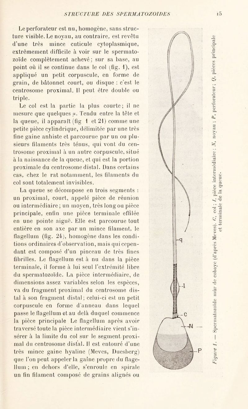 Le perforateur est nu, homogène, sans struc- ture visible. Le noyau, au contraire, est revêtu d’une très mince cuticule cytoplasmique, extrêmement difficile à voir sur le spermato- zoïde complètement achevé; sur sa hase, au point où il se continue dans le col (fig. 1), est appliqué un petit corpuscule, en forme de grain, de bâtonnet court, ou disque : c’est le centrosome proximal. 11 peut être double ou triple. Le col est la partie la plus courte; il ne mesure que quelques y. Tendu entre la tête et la queue, il apparaît (fig 1 et 21) comme une petite pièce cylindrique, délimitée par une très fine gaine anhiste et parcourue par un ou plu- sieurs filaments très ténus, qui vont du cen- trosome proximal à un autre corpuscule, situé à la naissance de la queue, et qui est la portion proximale du centrosome distal. Dans certains cas, chez le rat notamment, les filaments du col sont totalement invisibles. La queue se décompose en trois segments : un proximal, court, appelé pièce de réunion ou intermédiaire ; un moyen, très long ou pièce principale, enfin une pièce terminale effilée en une pointe aiguë. Elle est parcourue tout entière en son axe par un mince filament, le tlagellum (fig. 24), homogène dans les condi- tions ordinaires d’observalion, mais qui cepen- dant est composé d’un pinceau de très fines fibrilles. Le flagellum est à nu dans la pièce terminale, il forme à lui seul l’extrémité libre du spermatozoïde. La pièce intermédiaire, de dimensions assez variables selon les espèces, va du fragment proximal du centrosome dis- tal à son fragment distal ; celui-ci est un petit corpuscule en forme d’anneau dans lequel passe le flagellum et au delà duquel commence la pièce principale Le flagellum après avoir traversé toute la pièce intermédiaire vient s’in- sérer à la limite du col sur le segment proxi- mal du centrosome distal. Il est entouré d’une très mince gaine hyaline (Meves, Duesberg) que l’on peut appeler la gaîne propre du flage- llum ; en dehors d’elle, s’enroule en spirale un fin filament composé de grains alignés ou Figure 1. — Spermatozoïde mûr de cobaye (d’après Meves). C, col ; /, pièce intermédiaire; N, noyau ; IJ, perforateur; Q, pièces principale et terminale de la queue.