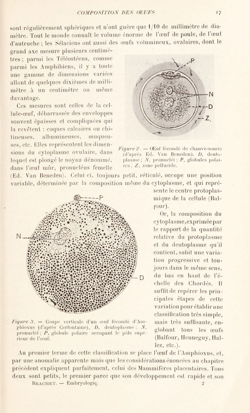 sont régulièrement sphériques et n’ont guère que 1/10 de millimètre de dia- mètre. Tout le monde connaît le volume énorme de l’œuf de poule, de l’œuf d’autruche ; les Sélaciens ont aussi des œufs volumineux^ ovalaires, dont le grand axe mesure plusieurs centimè- tres ; parmi les Téléostéens, comme parmi les Amphibiens, il y a toute une gamme de dimensions variées allant de quelques dixièmes de milli- mètre à un centimètre ou même davantage. Ces mesures sont celles de la cel- iule-œuf, débarrassée des enveloppes souvent épaisses et compliquées qui la revêlent : coques calcaires ou chi- tineuses, albumineuses, muqueu- ses,. etc. Elles représentent les dimen- sions du cytoplasme ovulaire, dans lequel est plongé le noyau dénommé, dans l’œuf mûr, pronucléus femelle (Ed. Van Beneden). Celui ci, toujours petit, réticulé, occupe une position variable, déterminée par la composition même du cytoplasme, et qui repré- sente le centre protoplas- mique de la cellule (Bal- four). Or, la composition du c y t o p 1 a s m e, e x p r i m é e p a r le rapport de la quantité relative du protoplasme et du deutoplasme qu’il contient, subit une varia- tion progressive et tou- jours dans le même sens, du bas en haut de l’é- chelle des Chordés. Il suffit de repérer les pian- ci pales étapes de cette variation pour établir une classification très simple, mais très suffisante, en- globant tous les œufs (Balfour, Henneguy, Hal- lez, etc.). Au premier terme de cette classification se place Bœuf de l’Amphioxus, el, par une anomalie apparente mais que les considérations énoncées au chapitre précédent expliquent parfaitement, celui des Mammifères placentaires. Tous deux sont petits, le premier parce que son développement est rapide et son BracHET. — Embryologie. 2 Figure 3. — Coupe verticale d’un œuf fécondé d’Am- pliioxus (d’après Cerfontaine). D, deutoplasme ; N, pronucléi ; P, globule polaire occupant le pôle supé- rieur de l’œuf. Figure 2. — OEuf fécondé de chauve-souris (d’après Ed. Van Beneden). D, deuto- plasme; Ar, pronucléi : P, globules polai- res ; Z, zone pellucide.