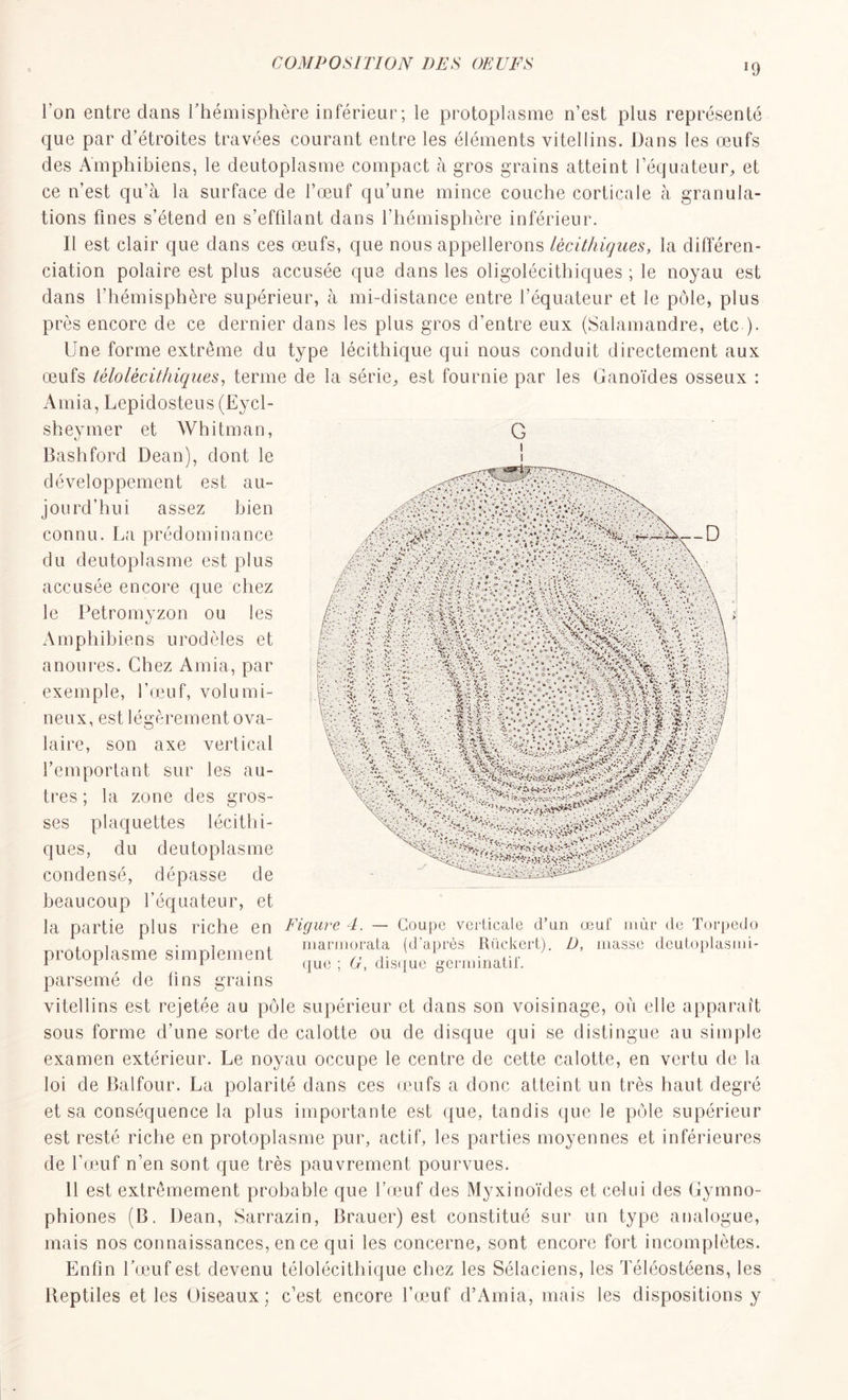 *9 l'on entre dans l'hémisphère inférieur; le protoplasme n’est plus représenté que par d’étroites travées courant entre les éléments vitellins. Dans les œufs des Amphibiens, le deutoplasme compact à gros grains atteint l’équateur, et ce n’est qu’à la surface de l’œuf qu’une mince couche corticale à granula- tions fines s’étend en s’effilant dans l’hémisphère inférieur. Il est clair que dans ces œufs, que nous appellerons lècithigues, la différen- ciation polaire est plus accusée que dans les oligolécithiques ; le noyau est dans l’hémisphère supérieur, à mi-distance entre l’équateur et le pôle, plus près encore de ce dernier dans les plus gros d’entre eux (Salamandre, etc-). Une forme extrême du type lécithique qui nous conduit directement aux œufs tèlolècithiqnes, terme de la série, est fournie par les Ganoïdes osseux : Amia, Lepidosteus (Eycl- sheymer et Whitman, G Bashford Dean), dont le développement est au- jourd’hui assez bien connu. La prédominance du deutoplasme est plus accusée encore que chez le Petromyzon ou les Amphibiens urodèles et anoures. Chez Amia, par exemple, l’œuf, volumi- neux, est légèrement ova- laire, son axe vertical l’emportant sur les au- tres ; la zone des gros- ses plaquettes lécithi- ques, du deutoplasme condensé, dépasse de beaucoup l’équateur, et la partie plus riche en Figure 4. — Coupe verticale d’un œuf mûr de Torpédo , , -, , marmorata (d’après Rückert). D, masse deutoplasmi- protoplasme simplement ,, 1 • .... 7 1 1 1 J que ; O, disque germmatii. parsemé de tins grains vitellins est rejetée au pôle supérieur et dans son voisinage, où elle apparaît sous forme d’une sorte de calotte ou de disque qui se distingue au simple examen extérieur. Le noyau occupe le centre de cette calotte, en vertu de la loi de Balfour. La polarité dans ces œufs a donc atteint un très haut degré et sa conséquence la plus importante est que, tandis que le pôle supérieur est resté riche en protoplasme pur, actif, les parties moyennes et inférieures de l’œuf n’en sont que très pauvrement pourvues. 11 est extrêmement probable que l’œuf des Myxinoïdes et celui des Gymno- phiones (B. Dean, Sarrazin, Brauer) est constitué sur un type analogue, mais nos connaissances, en ce qui les concerne, sont encore fort incomplètes. Enfin l'œuf est devenu télolécitliique chez les Sélaciens, les Téléostéens, les Reptiles et les Oiseaux; c’est encore l’œuf d’Amia, mais les dispositions y