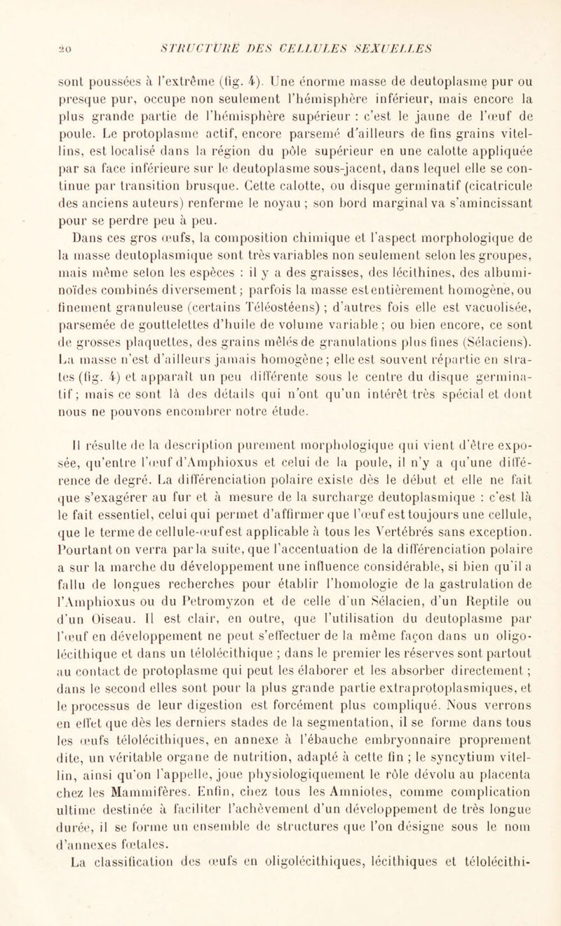 sont poussées à l’extrême (fig. 4). Une énorme masse de deutoplasme pur ou presque pur, occupe non seulement l’hémisphère inférieur, mais encore la plus grande partie de l’hémisphère supérieur : c’est le jaune de l’œuf de poule. Le protoplasme actif, encore parsemé d’ailleurs de fins grains vitel- lins, est localisé dans la région du pôle supérieur en une calotte appliquée par sa face inférieure sur le deutoplasme sous-jacent, dans lequel elle se con- tinue par transition brusque. Cette calotte, ou disque germinatif (cicatricule des anciens auteurs) renferme le noyau ; son hord marginal va s’amincissant pour se perdre peu à peu. Dans ces gros œufs, la composition chimique et l’aspect morphologique de la masse deutoplasmique sont très variables non seulement selon les groupes, mais même selon les espèces : il y a des graisses, des lécilhines, des albumi- noïdes combinés diversement; parfois la masse est entièrement homogène, ou finement granuleuse (certains Téléostéens) ; d'autres fois elle est vacuolisée, parsemée de gouttelettes d’huile de volume variable; ou bien encore, ce sont de grosses plaquettes, des grains mêlés de granulations plus fines (Sélaciens). La masse n’est d’ailleurs jamais homogène; elle est souvent répartie en slra- tes (fig. 4) et apparaît un peu différente sous le centre du disque germina- tif ; mais ce sont là des détails qui n’ont qu’un intérêt très spécial et dont nous ne pouvons encombrer notre étude. Il résulte de la description purement morphologique qui vient d’être expo- sée, qu’entre l’œuf d’Amphioxus et celui de la poule, il n’y a qu'une diffé- rence de degré. La différenciation polaire existe dès le début et elle ne fait que s’exagérer au fur et à mesure de la surcharge deutoplasmique : c’est là le fait essentiel, celui qui permet d’affirmer que l’œuf est toujours une cellule, que le terme de cellule-œuf est applicable à tous les Vertébrés sans exception. Pourtant on verra parla suite, que l’accentuation de la différenciation polaire a sur la marche du développement une influence considérable, si bien qu'il a fallu de longues recherches pour établir l’homologie de la gastrulation de l’Amphioxus ou du Petromyzon et de celle d'un Sélacien, d’un Reptile ou d’un Oiseau. Il est clair, en outre, que l’utilisation du deutoplasme par l’œuf en développement ne peut s’effectuer de la même façon dans un oligo- lécitbique et dans un télolécithique ; dans le premier les réserves sont partout au contact de protoplasme qui peut les élaborer et les absorber directement ; dans le second elles sont pour la plus grande partie extra protoplasmiques, et le processus de leur digestion est forcément plus compliqué. Nous verrons en effet que dès les derniers stades de la segmentation, il se forme dans tous les œufs télolécithiques, en annexe à l’ébauche embryonnaire proprement dite, un véritable organe de nutrition, adapté à cette fin ; le syncytium vilel- lin, ainsi qu’on l’appelle, joue physiologiquement le rôle dévolu au placenta chez les Mammifères. Enfin, chez tous les Amniotes, comme complication ultime destinée à faciliter l’achèvement d’un développement de très longue durée, il se forme un ensemble de structures que l’on désigne sous le nom d’annexes fœtales. La classification des œufs en oligolécithiques, lécithiques et télolécithi-