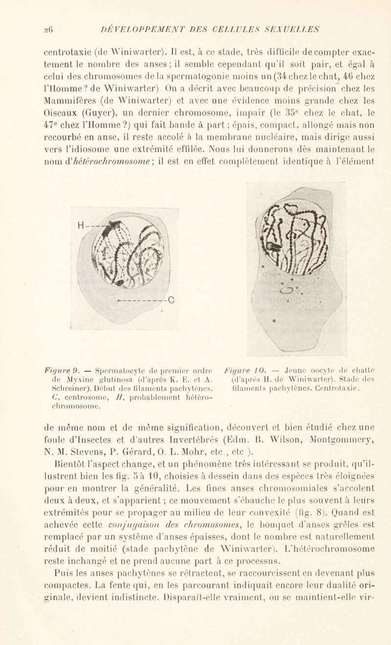 centrotaxie (de Winiwarter). II est, à ce stade, très difficile décompter exac- tement le nombre des anses; il semble cependant qu’il soit pair, et égal à celui des chromosomes delà spermatogonie moins un(34 chez le chat, 4G chez l’Homme? de Winiwarter). On a décrit avec beaucoup de précision chez les Mammifères (de Winiwarter) et avec une évidence moins grande chez les Oiseaux (Guyer), un dernier chromosome, impair (le 35e chez le chat, le 47ft chez l’Homme?) qui fait bande à part ; épais, compact, allongé mais non recourbé en anse, il reste accolé à la membrane nucléaire, mais dirige aussi vers l’idiosome une extrémité effilée. Nous lui donnerons dès maintenant le nom N hétérochromosome ; il est en effet complètement identique h l’élément Figure 9. — Spermatocyte de premier ordre de Myxine glutinosa (d’après K. E. et A. Schreiner). Début des filaments pachytènes. C, centrosome, H, probablement hétéro- chromosome. Figure 10. — Jeune oocyte de chatte (d’après H. de Winiwarter). Stade des filaments pachytènes. Centrotaxie. de même nom et de même signification, découvert et bien étudié chez une foule d’insectes et d'autres Invertébrés (Edm. B. Wilson, Montgommery, N. M. Stevens, P. Gérard, O. L. Mohr, etc., etc ). Bientôt l’aspect change, et un phénomène très intéressant se produit, qu’il- lustrent bien les fig. 5 à 10, choisies à dessein dans des espèces très éloignées pour en montrer la généralité. Les fines anses chromosomiales s’accolent deux à deux, et s’apparient ; ce mouvement s’ébauche le plus souvent à leurs extrémités pour se propager au milieu de leur convexité (fig. 8). Quand est achevée cette conjugaison des chromosomes, le bouquet d’anses grêles est remplacé par un système d’anses épaisses, dont le nombre est naturellement réduit de moitié (stade pachytène de Winiwarter). L’hétérochromosome reste inchangé et ne prend aucune part à ce processus. Puis les anses pachytènes se rétractent, se raccourcissent en devenant plus compactes. La fente qui, en les parcourant indiquait encore leur dualité ori- ginale, devient indistincte. Disparaît-elle vraiment, ou se maintient-elle vir-
