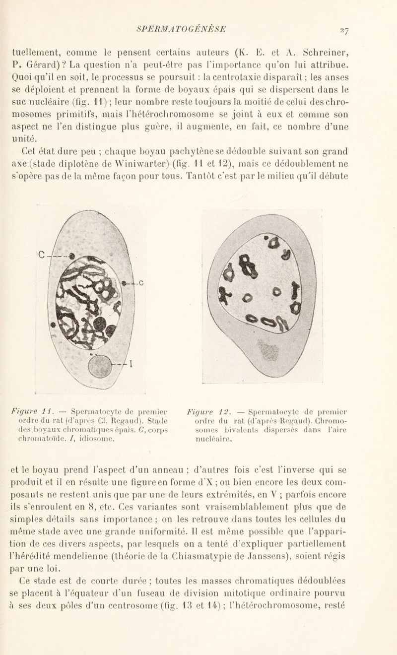 SPE RM A T O GÊNÉ SE 27 tuellement, comme le pensent certains auteurs (lv. E. et A. Schreiner, P. Gérard)? La question n’a peut-être pas l’importance qu’on lui attribue. Quoi qu’il en soit, le processus se poursuit : la centrotaxie disparaît ; les anses se déploient et prennent la forme de boyaux épais qui se dispersent dans le suc nucléaire (fig. 11) ; leur nombre reste toujours la moitié de celui des chro- mosomes primitifs, mais l’hétérochromosome se joint à eux et comme son aspect ne l’en distingue plus guère, il augmente, en fait, ce nombre d’une unité. Cet état dure peu ; chaque boyau pachytènese dédouble suivant son grand axe (stade diplotène de Winiwarter) (fig. 11 et 12), mais ce dédoublement ne s’opère pas de la même façon pour tous. Tantôt c’est par le milieu qu'il débute Figure 11. — Spermatocyte de premier ordre du rat (d’après CI. Regaud). Stade des boyaux chromatiques épais. C, corps chromatoïde. /, idiosome. Figure 12. — Spermatocyte de premier ordre du rat (d’après Regaud). Chromo- somes bivalents dispersés dans l’aire nucléaire. et le boyau prend l’aspect d’un anneau ; d’autres fois c’est l’inverse qui se produit et il en résulte une figure en forme d’X ; ou bien encore les deux com- posants ne restent unis que par une de leurs extrémités, en Y ; parfois encore ils s’enroulent en 8, etc. Ces variantes sont vraisemblablement plus que de simples détails sans importance ; on les retrouve dans toutes les cellules du même stade avec une grande uniformité, il est même possible que l’appari- tion de ces divers aspects, par lesquels on a tenté d’expliquer partiellement l’hérédité mendelienne (théorie de la Chiasmatypie de Janssens), soient régis par une loi. Ce stade est de courte durée; toutes les masses chromatiques dédoublées se placent à l’équateur d’un fuseau de division mitotique ordinaire pourvu à ses deux pôles d’un centrosome (fig. 13 et 14) ; l’hétérochromosome, resté