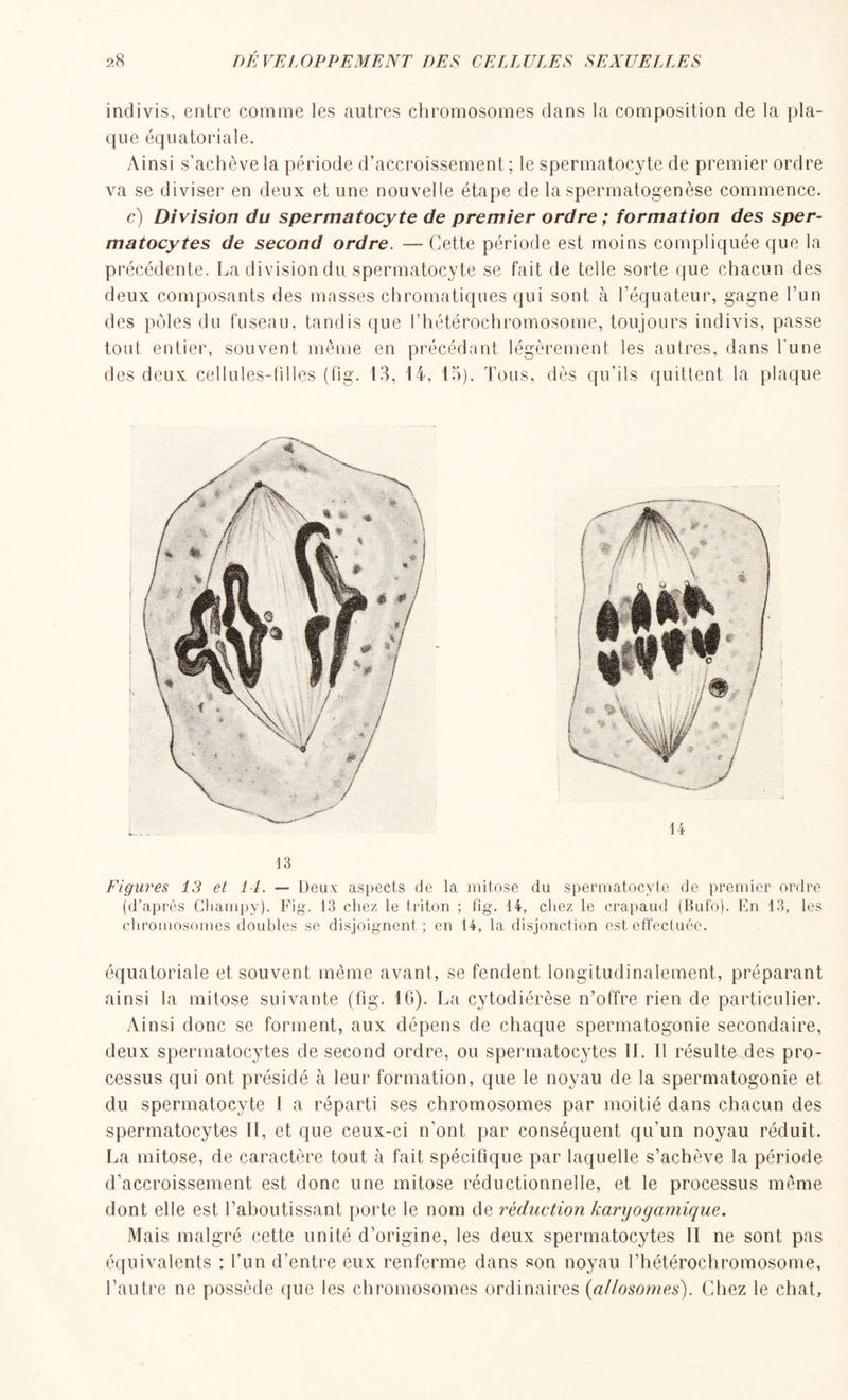 indivis, entre comme les antres chromosomes dans la composition de la pla- que équatoriale. Ainsi s’achève la période d’accroissement ; le spermatocyte de premier ordre va se diviser en deux et une nouvelle étape de la spermatogenèse commence. c) Division du spermatocyte de premier ordre ; formation des sper- matocytes de second ordre. — Cette période est moins compliquée que la précédente. La division du. spermatocyte se fait de telle sorte que chacun des deux composants des masses chromatiques qui sont à l’équateur, gagne l’un des pôles du fuseau, tandis que l’hétérochromosome, toujours indivis, passe tout entier, souvent même en précédant légèrement les autres, dans l'une des deux cellules-filles (fig. 13, 14, 15). Tous, dès qu’ils quittent la plaque 13 Figures 13 et 14. — Deux aspects de la mitose du spermatocyte de premier ordre (d’après Gliampy). Fig. 13 chez le triton ; fig. 14, chez le crapaud (Bulo). En 13, les chromosomes doubles se disjoignent ; en 14, la disjonction est effectuée. équatoriale et souvent même avant, se fendent longitudinalement, préparant ainsi la mitose suivante (fig. 16). La cytodiérèse n’offre rien de particulier. Ainsi donc se forment, aux dépens de chaque spermatogonie secondaire, deux spermatocytes de second ordre, ou spermatocytes IL il résulte des pro- cessus qui ont présidé à leur formation, que le noyau de la spermatogonie et du spermatocyte 1 a réparti ses chromosomes par moitié dans chacun des spermatocytes 11, et que ceux-ci n’ont par conséquent qu’un noyau réduit. La mitose, de caractère tout à fait spécifique par laquelle s’achève la période d’accroissement est donc une mitose réductionnelle, et le processus même dont elle est l’aboutissant porte le nom de réduction karyogamique. Mais malgré cette unité d’origine, les deux spermatocytes II ne sont pas équivalents : l’un d’entre eux renferme dans son noyau l’hétérochromosome, l’autre ne possède que les chromosomes ordinaires (a/losornes). Chez le chat.