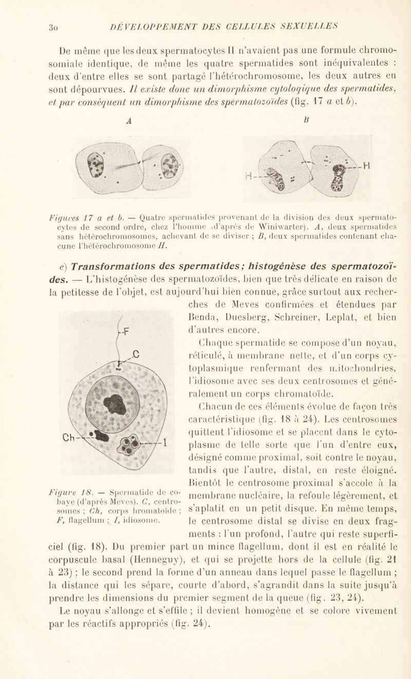 De même que les deux spermatocytes II n’avaient pas une formule chromo- somiale identique, de même les quatre spermatides sont inéquivalentes : deux d’entre elles se sont partagé l’hétérochromosome, les deux autres en sont dépourvues. Il existe donc un dimorphisme cytologique des spermatides, et par conséquent un dimorphisme des spermatozoïdes (fig. 17 a et b). A B Figures 17 a et b. — Quatre spermatides provenant de la division des deux spermato- cytes de second ordre, chez l’homme ^d'après de Winiwarter). A, deux spermatides sans hétérochromosomes, achevant de se diviser ; B, deux spermatides contenant cha- cune Hétérochromosome H. e) Transformations des spermatides ; histogénèse des spermatozoï- des. — L'histogénèse des spermatozoïdes, bien que très délicate en raison de la petitesse de l’objet, est aujourd’hui bien connue, grâce surtout aux recher- ches de Meves confirmées et étendues par Benda, Duesberg, Schreiner, Leplat, et bien d’autres encore. Chaque spermatide se compose d’un noyau, réticulé, à membrane nette, et d’un corps cy- toplasmique renfermant des mitochondries, l’idiosome avec ses deux centrosomes et géné- ralement un corps chromatoïde. Chacun de ces éléments évolue de façon très caractéristique (fig. 18 à 24). Les centrosomes quittent l’idiosome et se placent dans le cyto- plasme de telle sorte que l’un d’entre eux, désigné comme proximal, soit contre le noyau, tandis que l’autre, distal, en reste éloigné. Bientôt le centrosome proximal s’accole à la Ligure 18. — Spermatide de co- memkrane nucléaire, la refoule légèrement, et baye (d apres Meves). C, centre- , . . ° v somes ; Ch, corps hromatoïdc ; s aplatit en un petit disque, hn meme temps, F, flagellum ; /, idiosome. le centrosome distal se divise en deux frag- ments : l'un profond, l'autre qui reste superfi- ciel (fig. 18). Un premier part un mince flagellum, dont il est en réalité le corpuscule basal (Henneguy), et qui se projette hors de la cellule (fig. 21 à 23) ; le second prend la forme d’un anneau dans lequel passe le flagellum ; la distance qui les sépare, courte d’abord, s’agrandit dans la suite jusqu’à prendre les dimensions du premier segment de la queue (fig. 23, 24). Le noyau s’allonge et s'effile ; il devient homogène et se colore vivement par les réactifs appropriés (fig. 24).