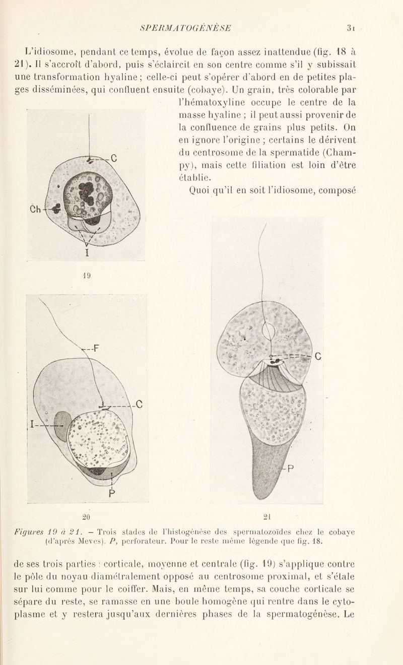 L’idiosome, pendant ce temps, évolue de façon assez inattendue (fig. 18 à 21). Il s’accroît d’abord, puis s’éclaircit en son centre comme s’il y subissait une transformation hyaline; celle-ci peut s’opérer d’abord en de petites pla- ges disséminées, qui confluent ensuite (cobaye). Un grain, très colorable par l’hématoxyline occupe le centre de la masse hyaline ; il peut aussi provenir de la confluence de grains plus petits. On en ignore l’origine ; certains le dérivent du centrosome de la spermatide (Cham- py), mais cette filiation est loin d’ètre établie. Quoi qu’il en soit l’idiosome, composé 20 21 Figures 19 à 21. — Trois stades de l’histogénèse des spermatozoïdes chez le (d’après Mevcs). P, perforateur. Pour le reste même légende que fig. 18. cobaye de ses trois parties : corticale, moyenne et centrale (fig. 19) s’applique contre le pôle du noyau diamétralement opposé au centrosome proximal, et s’étale sur lui comme pour le coiffer. Mais, en même temps, sa couche corticale se sépare du reste, se ramasse en une boule homogène qui rentre dans le cyto- plasme et y restera jusqu’aux dernières phases de la spermatogénèse. Le