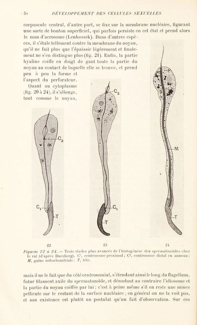 corpuscule central, d’autre part, se fixe sur la membrane nucléaire, figurant une sorte de bouton superficiel, qui parfois persiste en cet état et prend alors le nom d’acrosome (Lenhossek). Dans d’autres espè- ces, il s’étale tellement contre la membrane du noyau, qu’il ne fait plus que l’épaissir légèrement et finale- ment ne s’en distingue plus(fig. 21). Enfin, la partie hyaline coi (Te en doigt de gant toute la partie du noyau au contact de laquelle elle se trouve, et prend peu à peu la forme et 24 Figures 22 à 24. — Trois stades plus avancés de l'histogénèse des spermatozoïdes chez le rat (d’après Ducsberg). C\ centrosome proximal ; C2, centrosome distal en anneau; M, gaine mitochondriale; T, tête. mais il ne le fait que du côté centrosomial, s’étendant ainsi le long du flagellum, futur filament axile du spermatozoïde, et dénudant au contraire fidiosome et la partie du noyau coilfée par lui; c’est, à peine même s'il en reste une mince pellicule sur le restant de la surface nucléaire ; en général on ne la voit pas, et son existence est plutôt un postulat qu’un fait d’observation. Sur ces