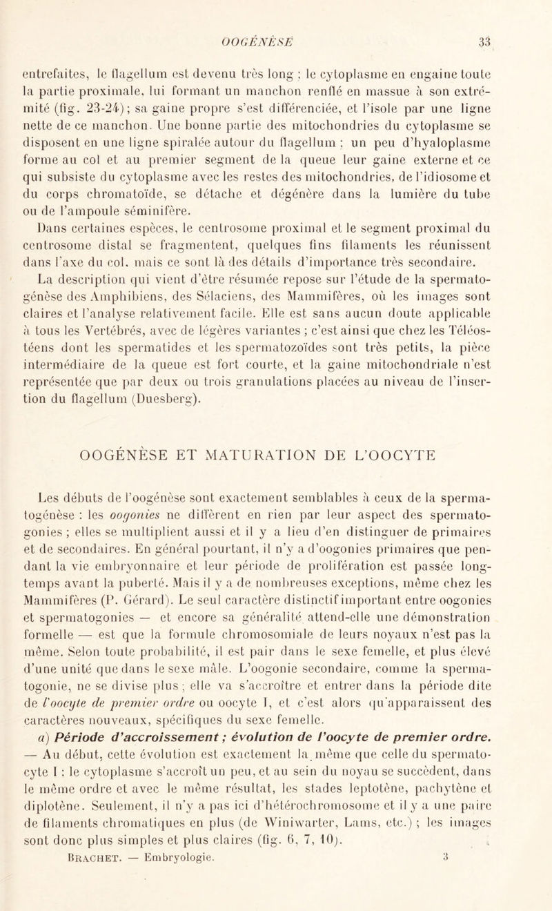 entrefaites, le flagellum est devenu très long ; le cytoplasme en engaine toute la partie proximale, lui formant un manchon renflé en massue à son extré- mité (fig. 23-24); sa gaine propre s’est différenciée, et l’isole par une ligne nette de ce manchon. Une bonne partie des mitochondries du cytoplasme se disposent en une ligne spiralée autour du flagellum ; un peu d’hyaloplasme forme au col et au premier segment de la queue leur gaine externe et ce qui subsiste du cytoplasme avec les restes des mitochondries, de l’idiosome et du corps chromatoïde, se détache et dégénère dans la lumière du tube ou de l’ampoule séminifère. Dans certaines espèces, le centrosome proximal et le segment proximal du centrosome distal se fragmentent, quelques fins filaments les réunissent dans l’axe du col, mais ce sont là des détails d’importance très secondaire. La description qui vient d’ôtre résumée repose sur l’étude de la spermato- génèse des Amphibiens, des Sélaciens, des Mammifères, où les images sont claires et l’analyse relativement facile. Elle est sans aucun doute applicable à tous les Vertébrés, avec de légères variantes ; c’est ainsi que chez les Téléos- téens dont les spermatides et les spermatozoïdes sont très petits, la pièce intermédiaire de Ja queue est fort courte, et la gaine mitochondriale n’est représentée que par deux ou trois granulations placées au niveau de l’inser- tion du flagellum (Duesberg). OOGÉNÈSE ET MATURATION DE L’OOCYTE Les débuts de l’oogénôse sont exactement semblables à ceux de la sperma- togénèse : les oogonies ne diffèrent en rien par leur aspect des spermato- gonies; elles se multiplient aussi et il y a lieu d’en distinguer de primaires et de secondaires. En général pourtant, il n’y a d’oogonies primaires que pen- dant la vie embryonnaire et leur période de prolifération est passée long- temps avant la puberté. Mais il y a de nombreuses exceptions, même chez les Mammifères (P. Gérard). Le seul caractère distinctif important entre oogonies et spermatogonies — et encore sa généralité attend-elle une démonstration formelle — est que la formule chromosomiale de leurs noyaux n’est pas la même. Selon toute probabilité, il est pair dans le sexe femelle, et plus élevé d’une unité que dans le sexe mâle. L’oogonie secondaire, comme la sperma- togonie, ne se divise plus ; elle va s’accroître et entrer dans la période dite de L'oocyte de premier ordre ou oocyte I, et c’est alors qu'apparaissent des caractères nouveaux, spécifiques du sexe femelle. a) Période d’accroissement ; évolution de l’oocyte de premier ordre. — Au début, cette évolution est exactement la. même que celle du spermato- cyte I : le cytoplasme s’accroît un peu, et au sein du noyau se succèdent, dans le même ordre et avec le même résultat, les stades leptotène, pacbytène et diplotène. Seulement, il n’y a pas ici d’hétérochromosome et il y a une paire de filaments chromatiques en plus (de Winiwarter, Lams, etc.) ; les images sont donc plus simples et plus claires (fig. 6, 7, 10). Brachet. — Embryologie. 3
