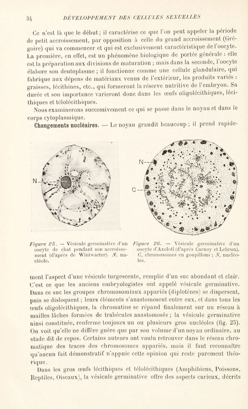 Ce n’est là que le début; il caractérise ce que l’un peut appeler la période de petit accroissement, par opposition à celle du grand accroissement (Gré- goire) qui va commencer et qui est exclusivement caractéristique del oocyte. La première, en effet, est un phénomène biologique de portée générale : elle est la préparation aux divisions de maturation ; mais dans la seconde, 1 oocyte élabore son deutoplasme ; il fonctionne comme une cellule glandulaire, qui fabrique aux dépens de matériaux venus de l’extérieur, les produits variés : graisses, lécithines, etc., qui formeront la réserve nutritive de 1 embryon. Sa durée et son importance varieront donc dans les œufs oligolécithiques, léci- thiques et télolécithiques. Nous examinerons successivement ce qui se passe dans le noyau et dans le corps cytoplasmique. Changements nucléaires. — Le noyau grandit beaucoup ; il prend rapide- Figure 25. — Vésicule germinative d'un Figure 26. — Vésicule germinative d’un oocyte de chat pendant son accroisse- oocyte d’Axolotl (d’après Garnoy et Lebrun), ment (d’après de Winiwarter). N, nu- C, chromosomes en goupillons ; N, nucléo- eléole. les. ment l’aspect d’une vésicule turgescente, remplie d’un suc abondant et clair. C’est ce que les anciens embryologistes ont appelé vésicule germinative. Dans ce suc les groupes chromosomiaux appariés (diplotènes) se dispersent, puis se disloquent ; leurs éléments s’anastomosent entre eux, et dans tous les œufs oligolécithiques, la chromatine se répand finalement sur un réseau à mailles lâches formées de trabécules anastomosés ; la vésicule germinative ainsi constituée, renferme toujours un ou plusieurs gros nucléoles (fig. 25). On voit qu’elle ne diffère guère que par son volume d’un noyau ordinaire, au stade dit de repos. Certains auteurs ont voulu retrouver dans le réseau chro- matique des traces des chromosomes appariés, mais il faut reconnaître qu’aucun fait démonstratif n’appuie cette opinion qui reste purement théo- rique . Dans les gros œufs lécithiques et télolécithiques (Amphibiens, Poissons, Reptiles, Oiseaux), la vésicule germinative offre des aspects curieux, décrits